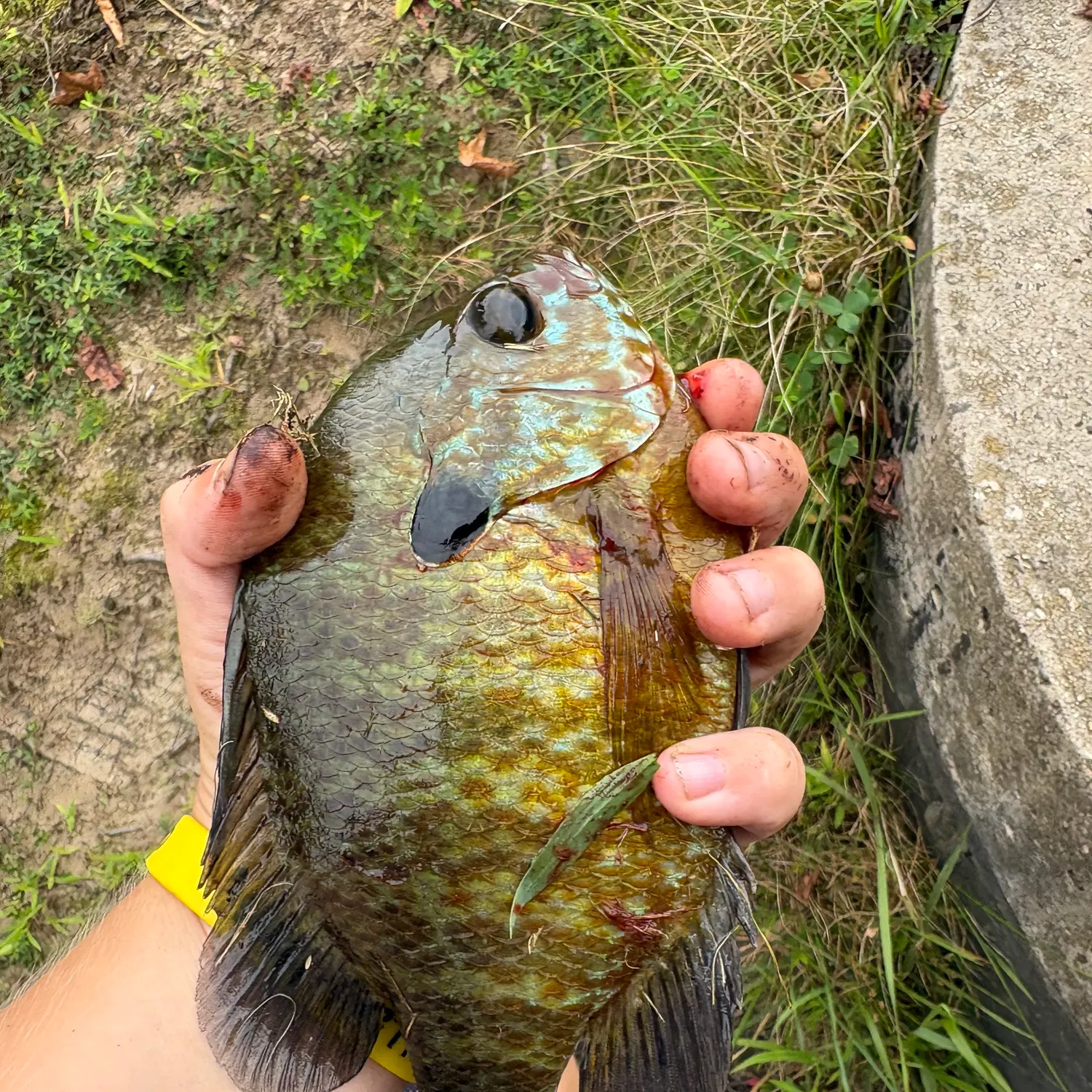 Pumpkinseed caught on Fishbrain