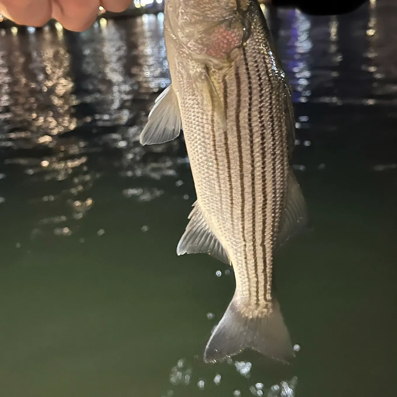 Striped bass caught on Fishbrain