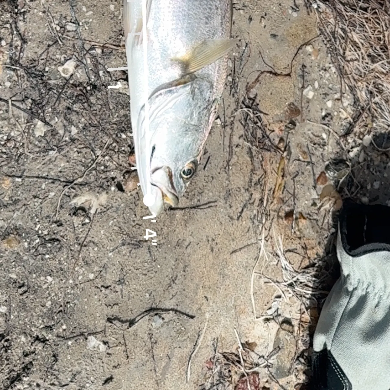 Spotted seatrout caught on Fishbrain