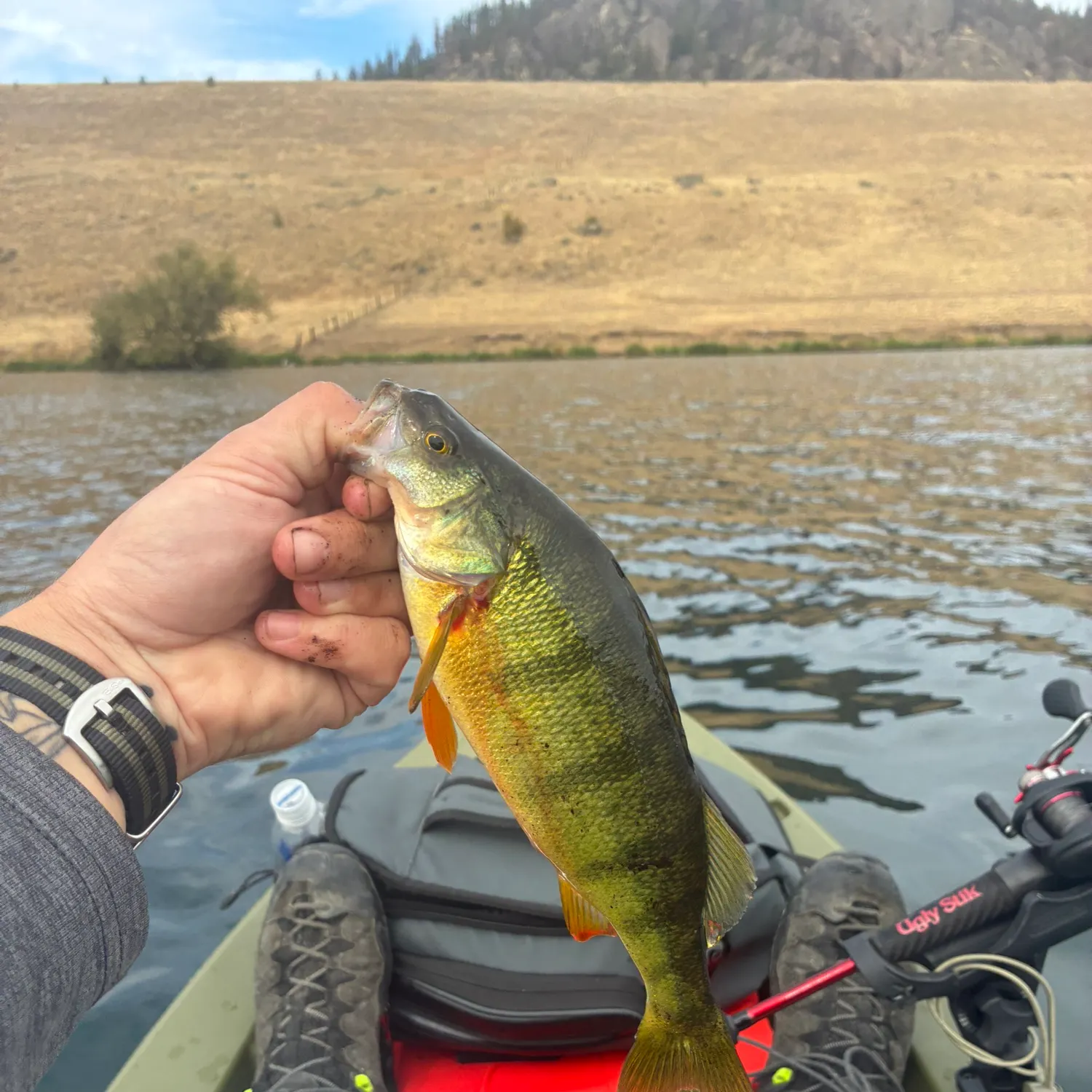 Yellow perch caught on Fishbrain