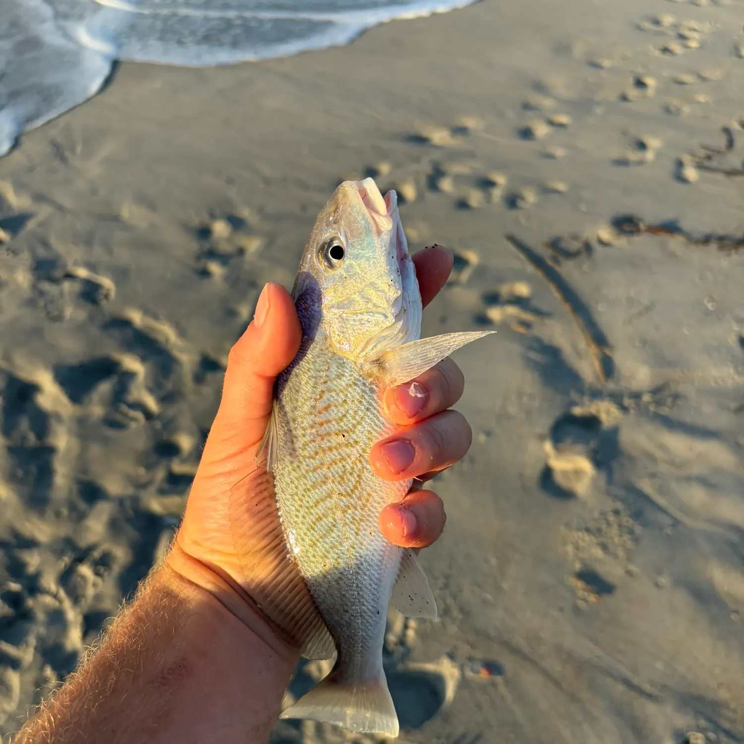 Atlantic croaker caught on Fishbrain
