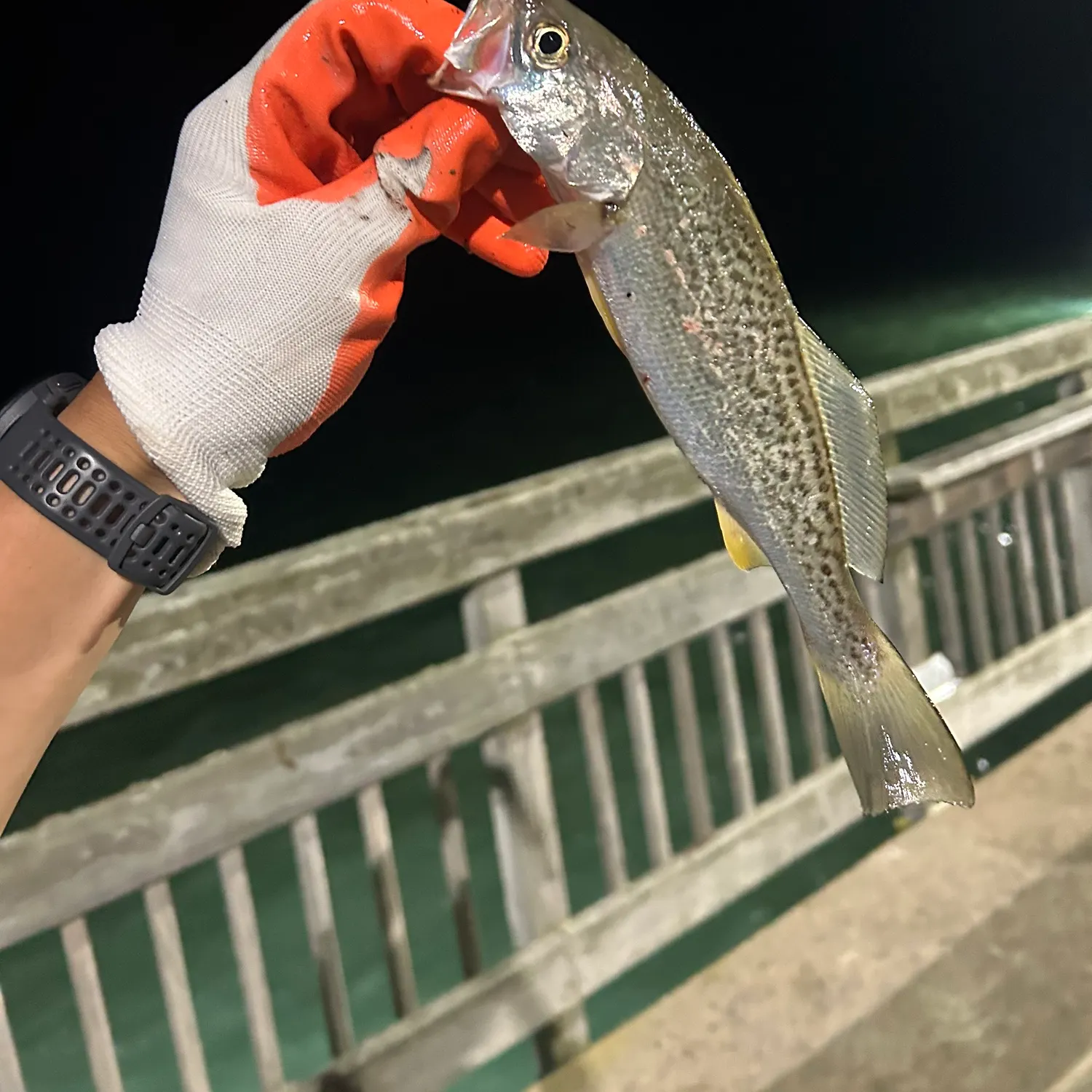 The most recent Gray weakfish catches on Fishbrain