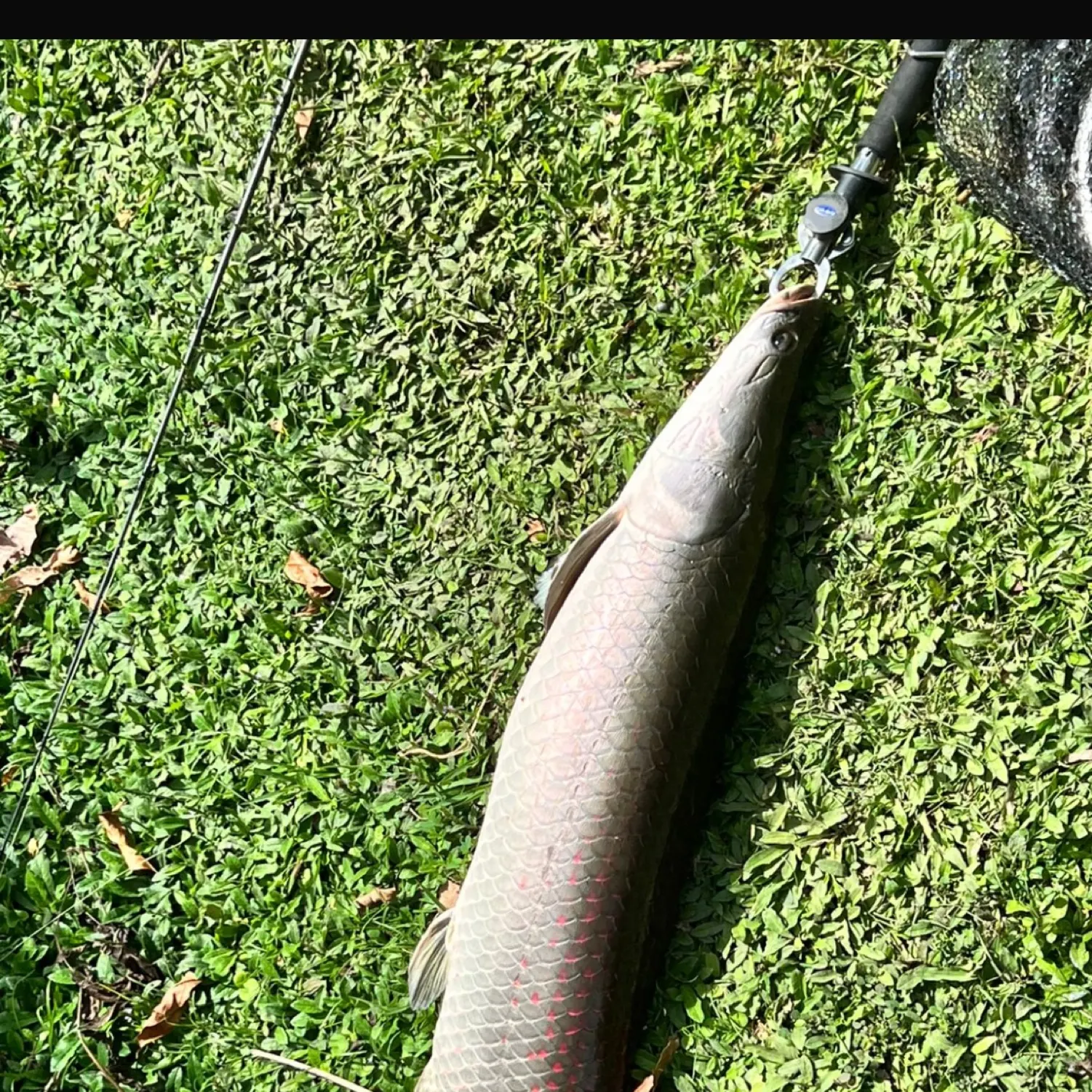 The most recent Arapaima catches on Fishbrain