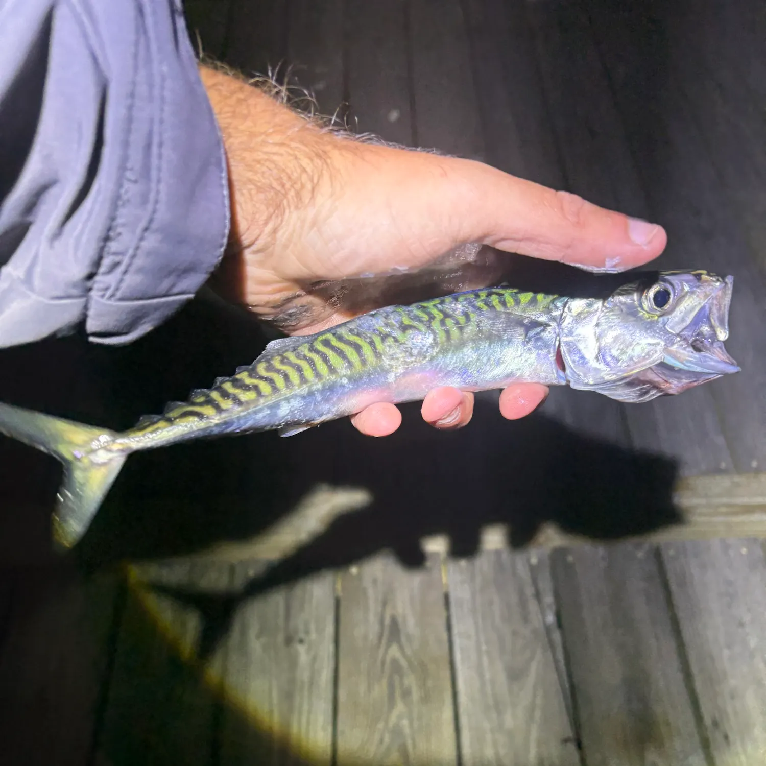 Atlantic mackerel caught on Fishbrain