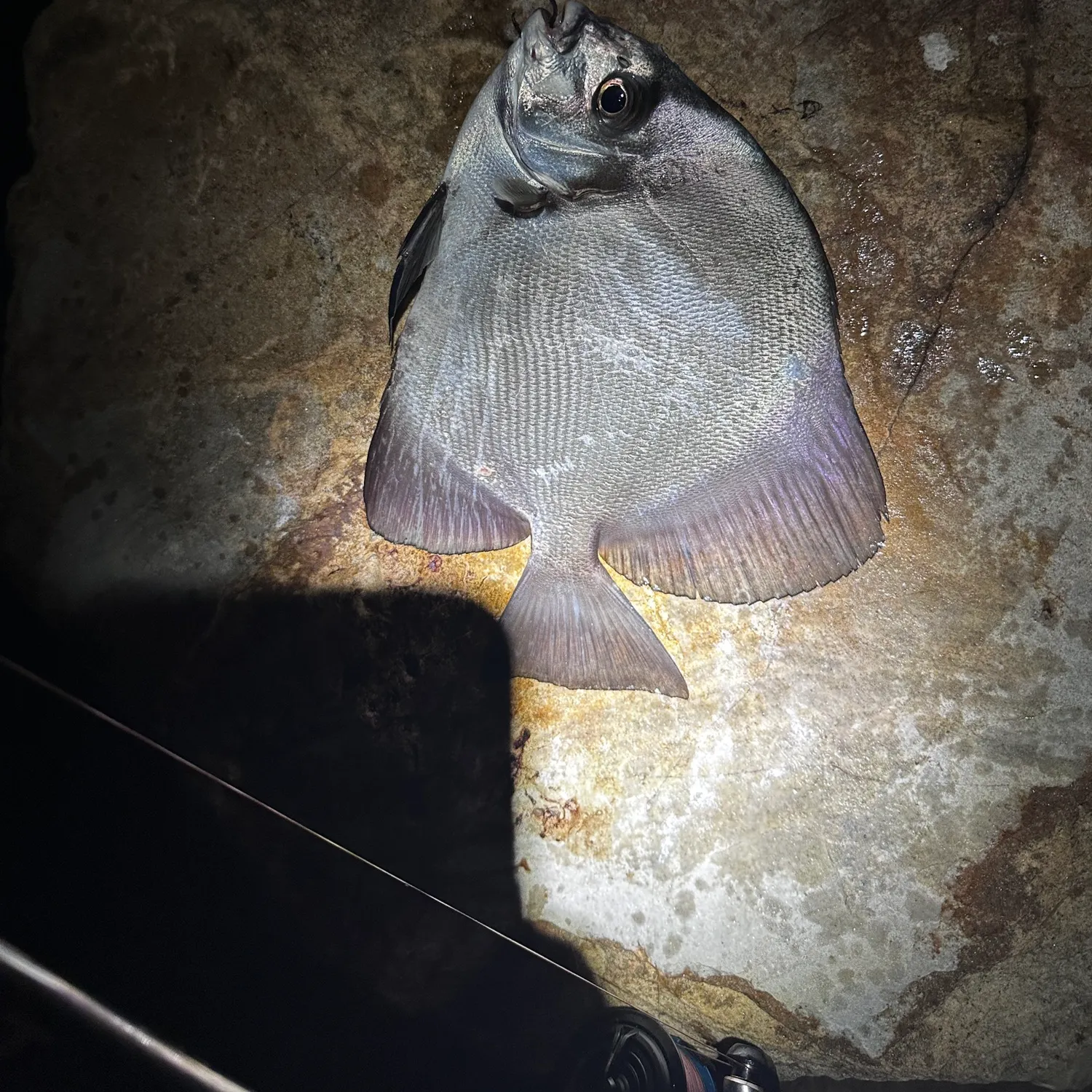 The most recent Orbicular batfish catches on Fishbrain