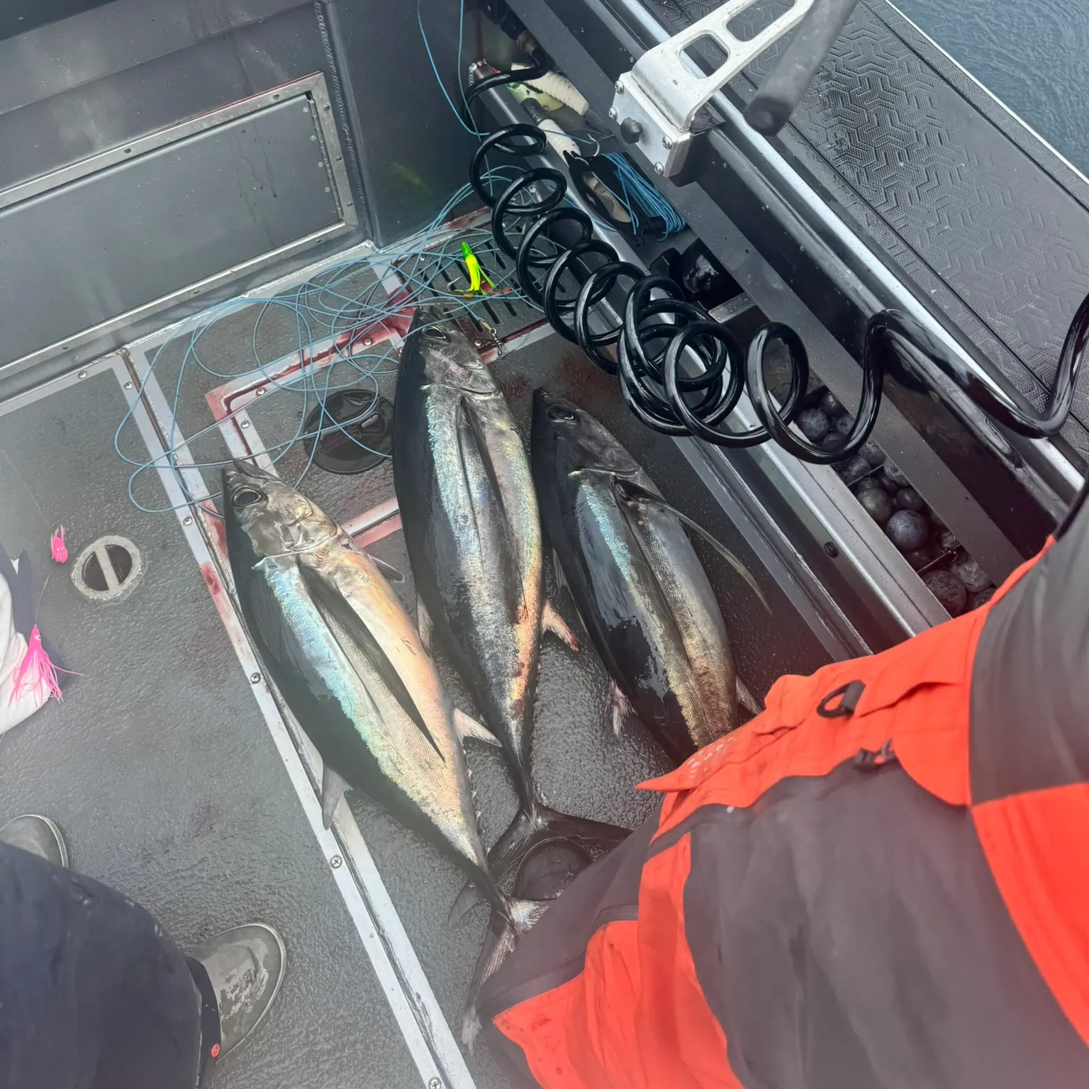 The most recent Albacore catches on Fishbrain