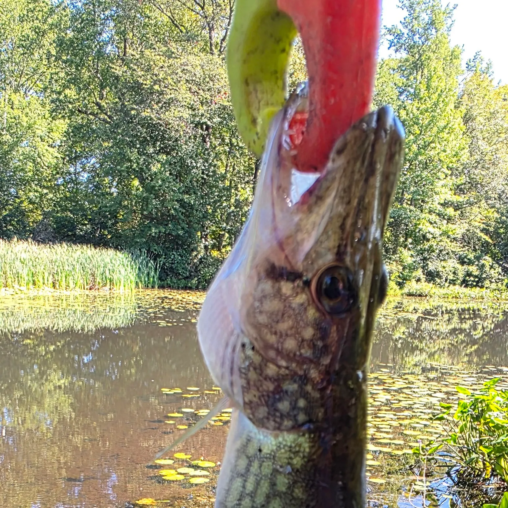 Chain pickerel caught on Fishbrain