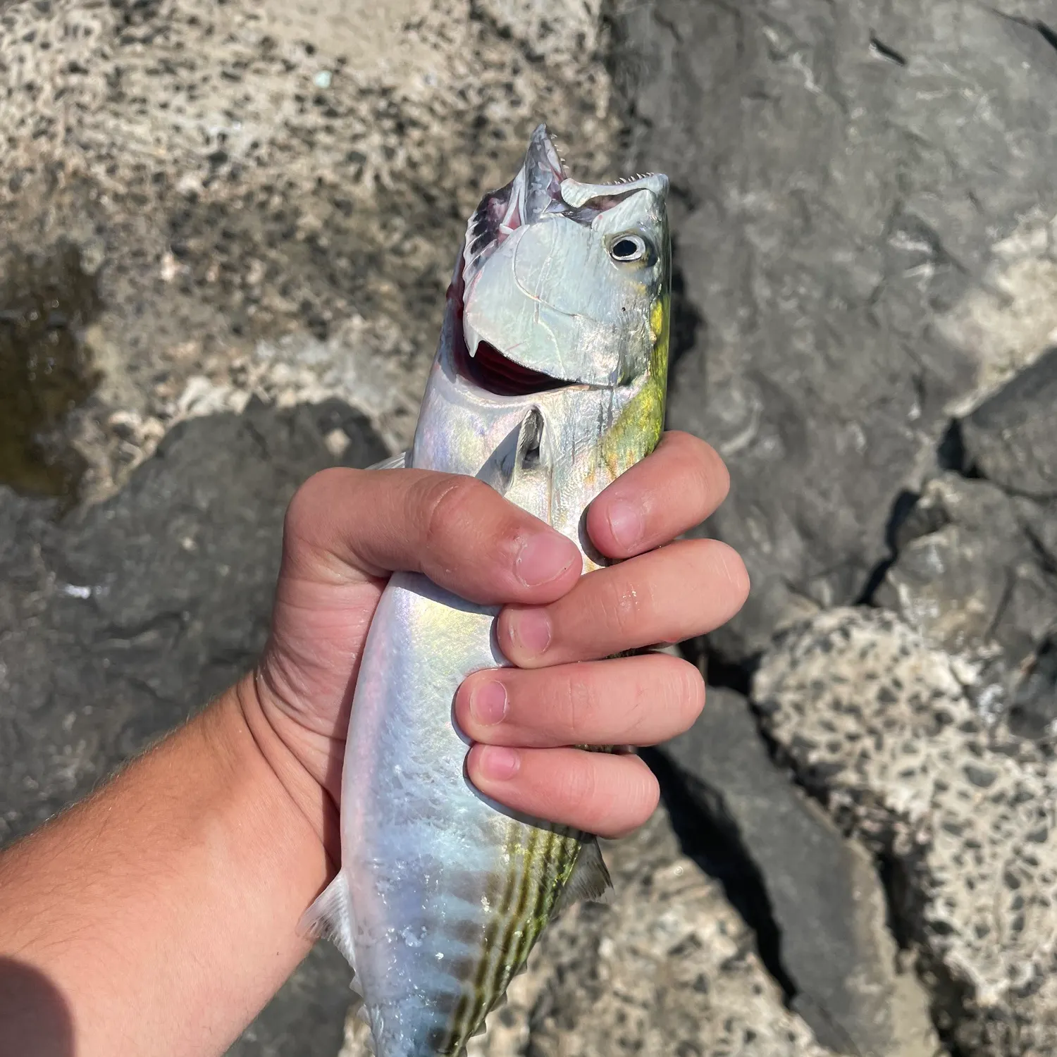 Atlantic bonito caught on Fishbrain
