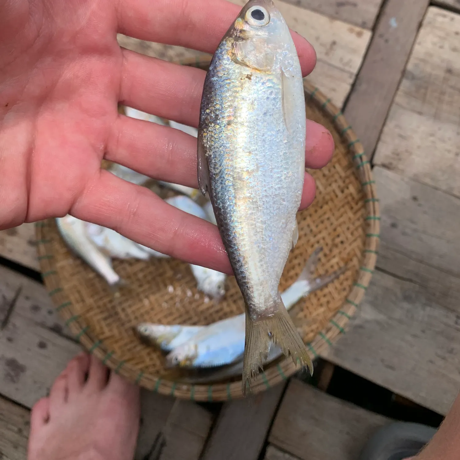 The most recent Threadfin shad catches on Fishbrain