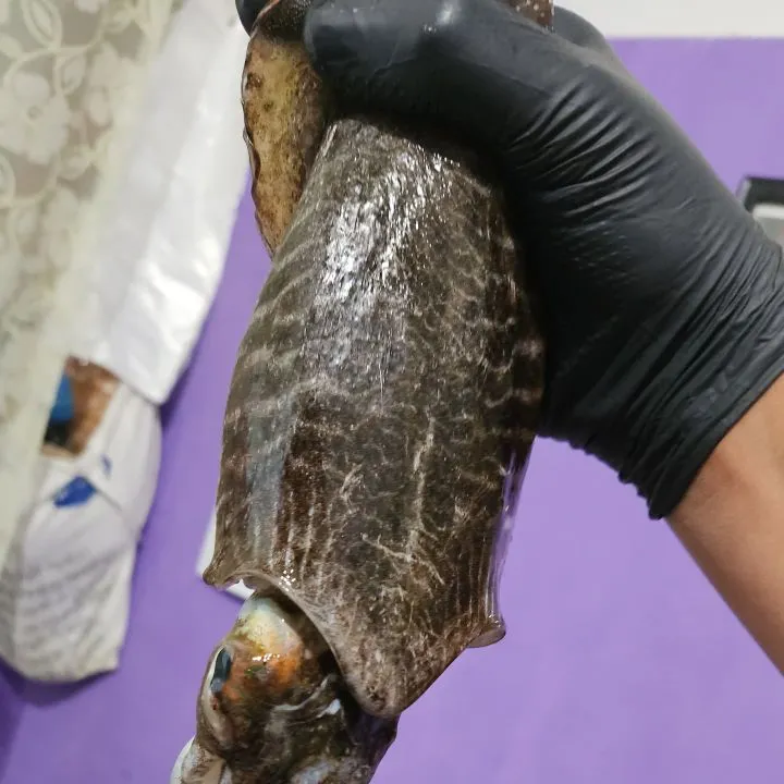 The most recent Common cuttlefish catches on Fishbrain