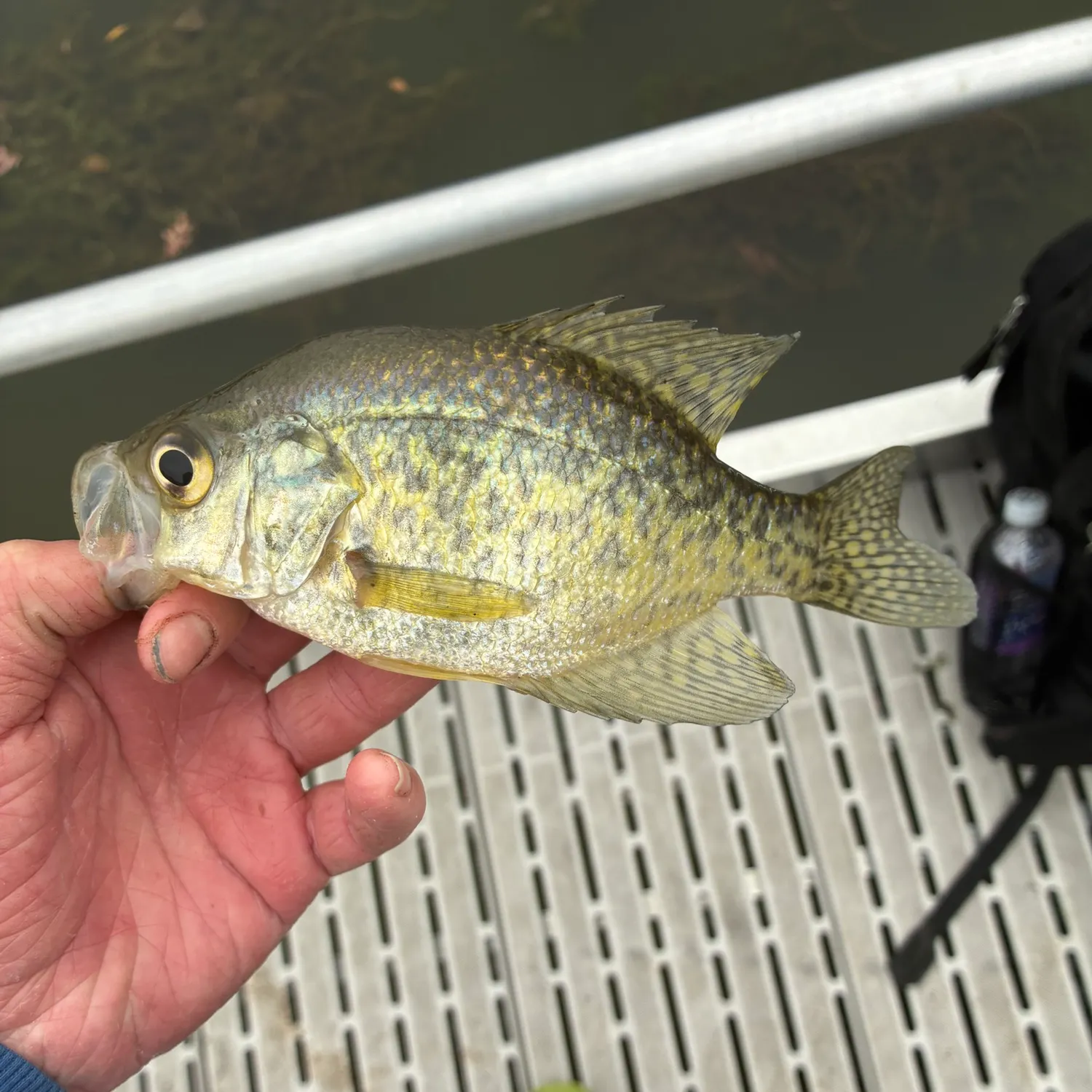 Black crappie caught on Fishbrain