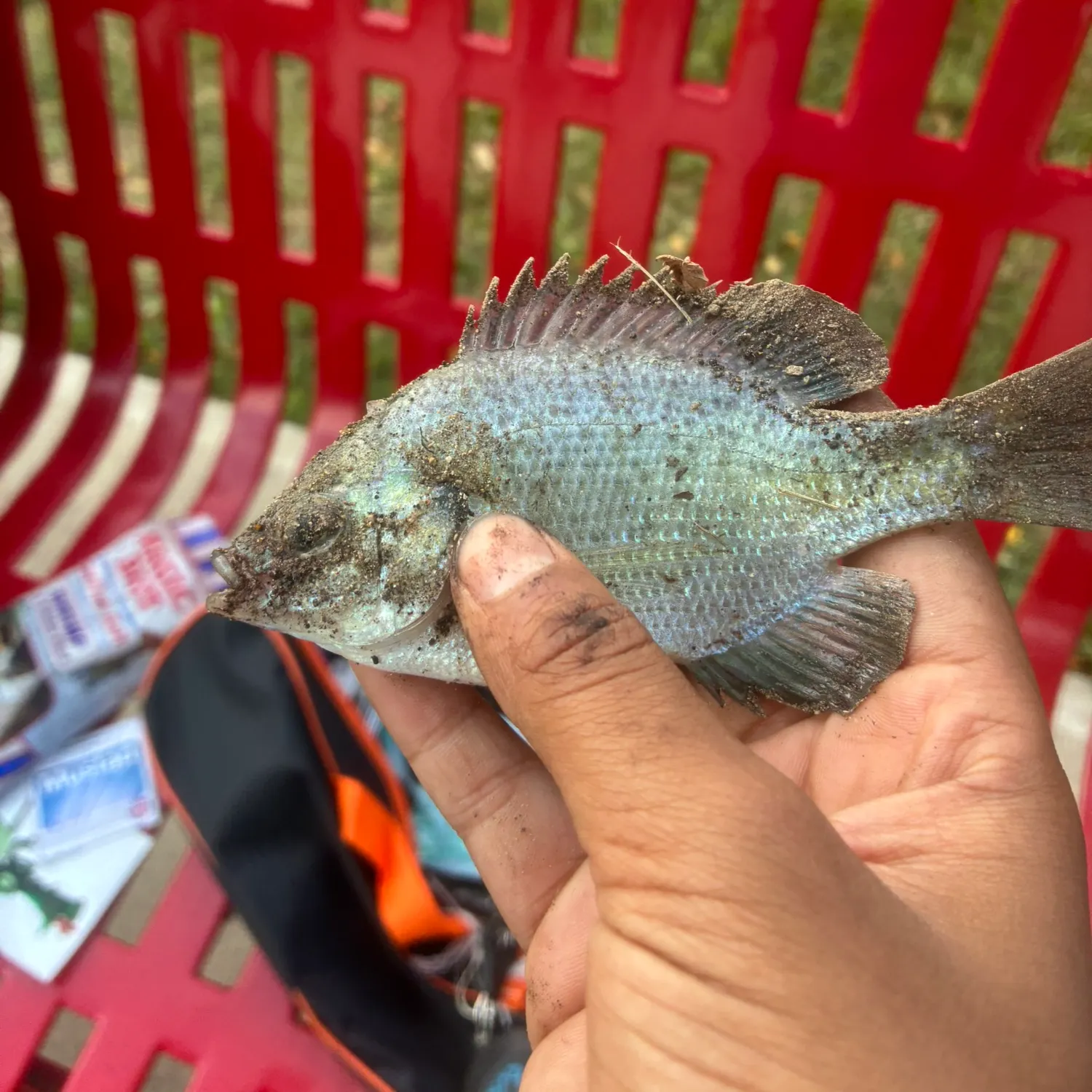 Fish caught on Fishbrain
