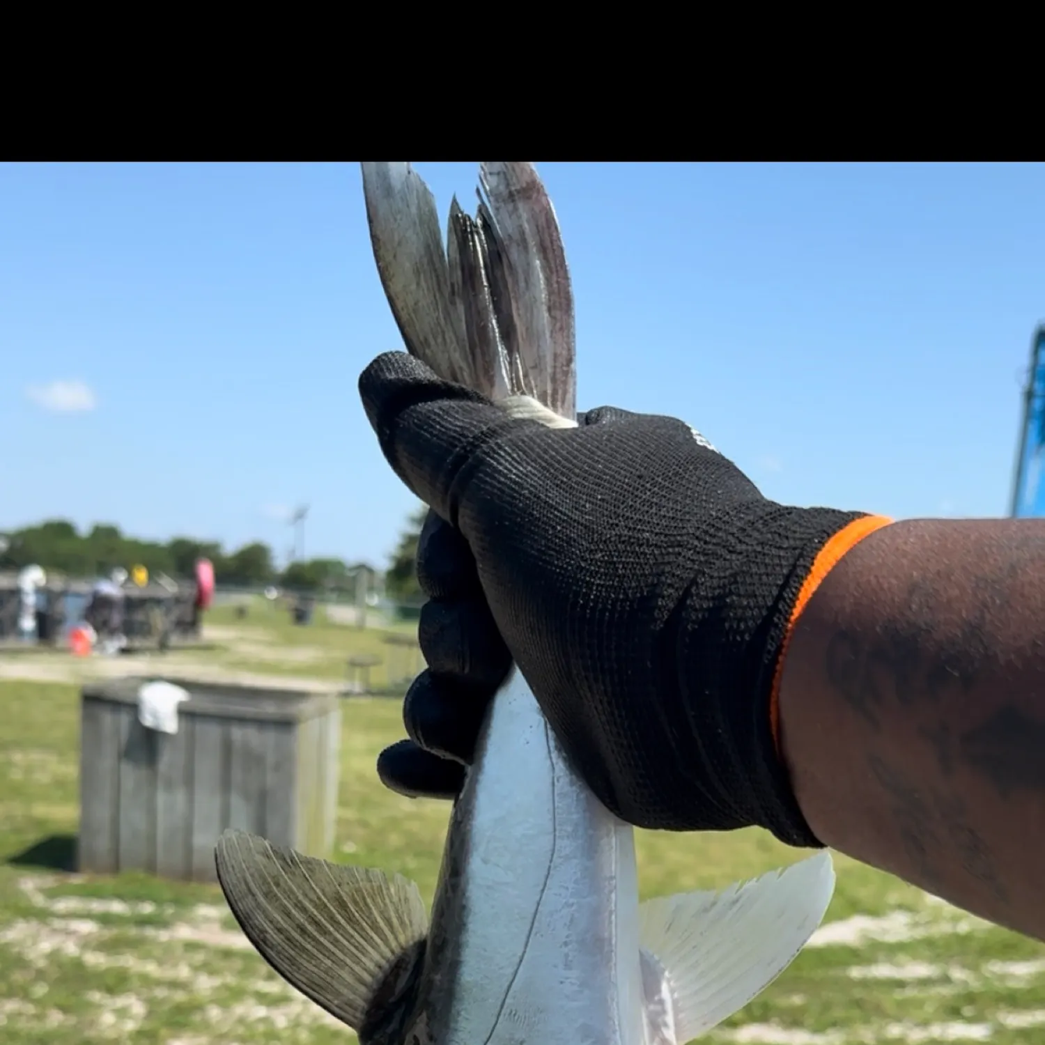 The most recent Smooth puffer catches on Fishbrain