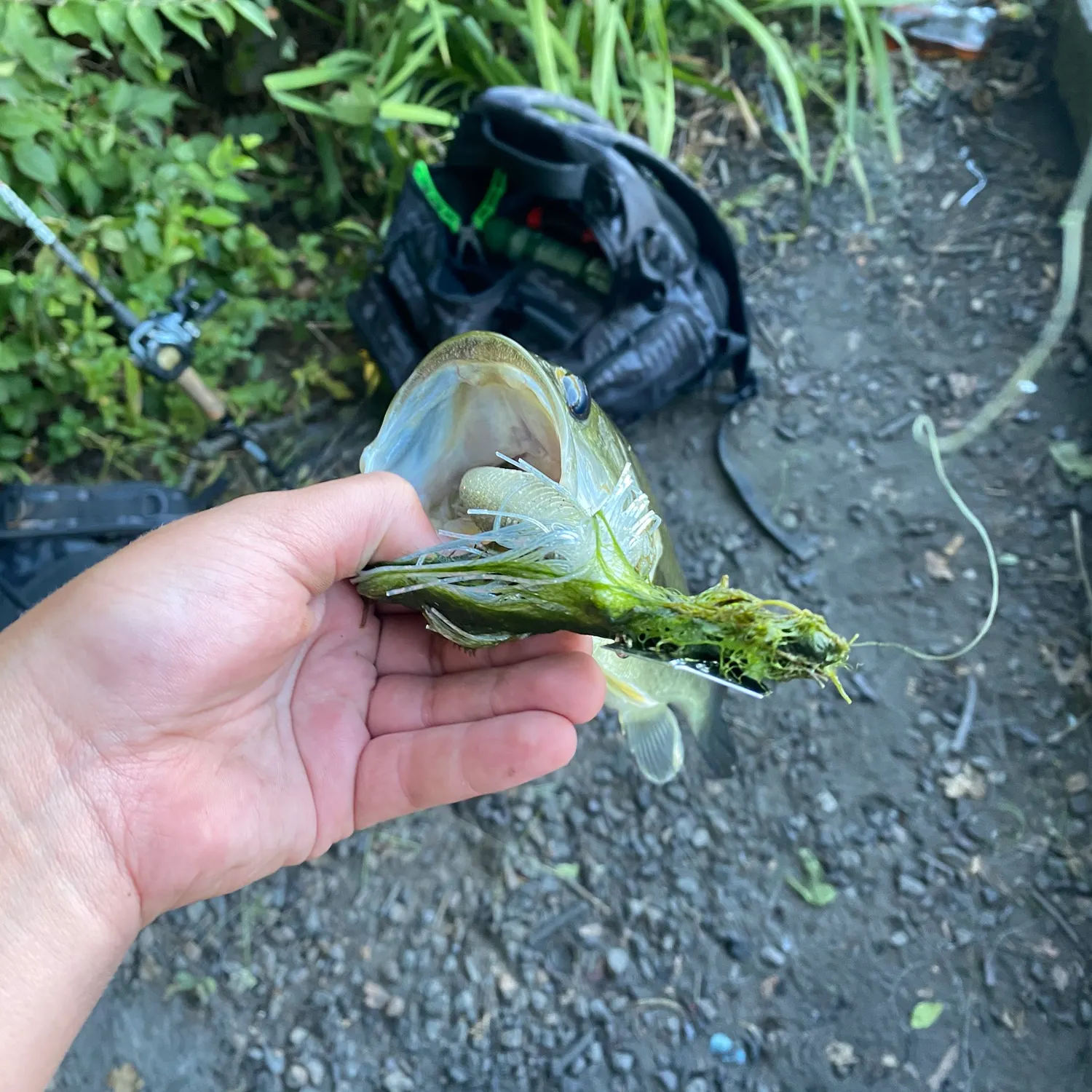 Largemouth bass caught on Fishbrain
