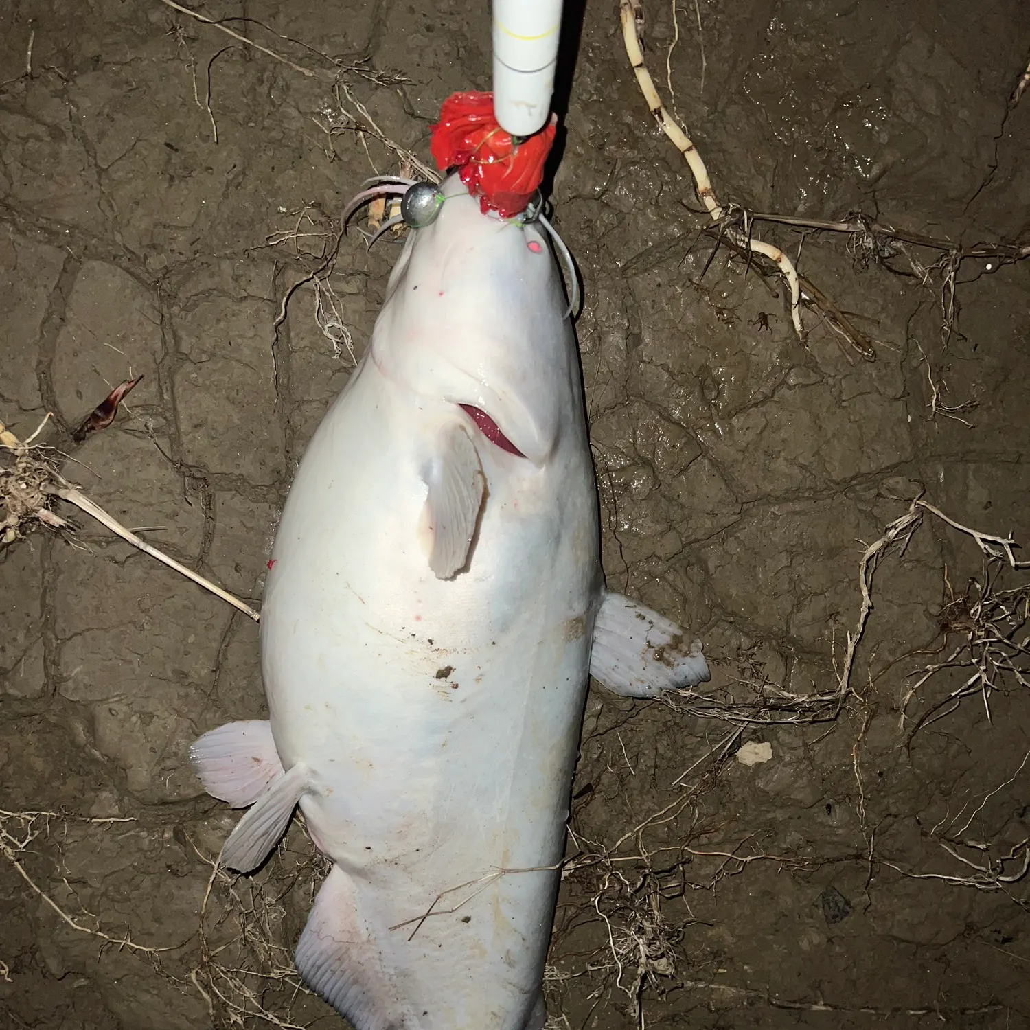 Blue catfish caught on Fishbrain