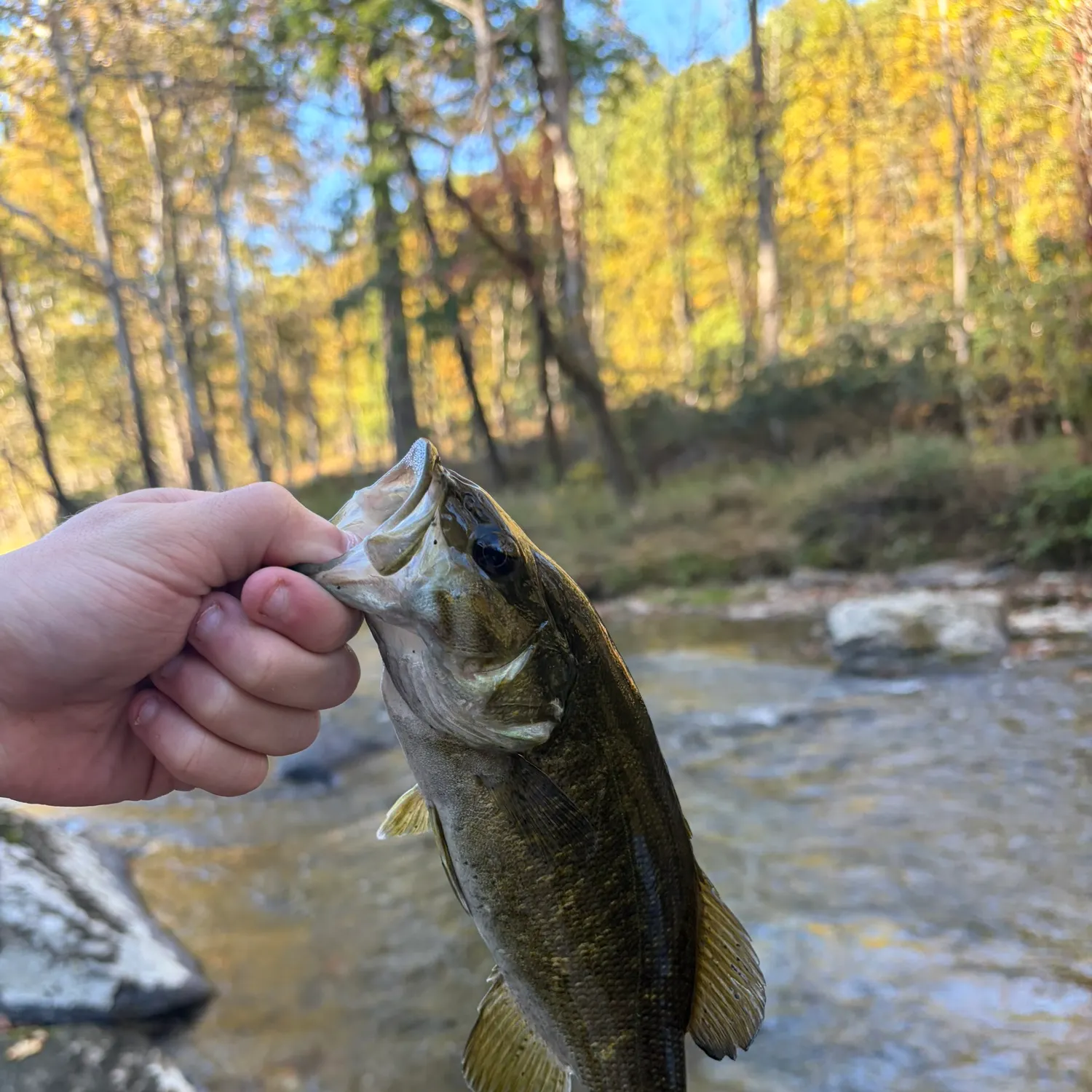 Smallmouth bass caught on Fishbrain