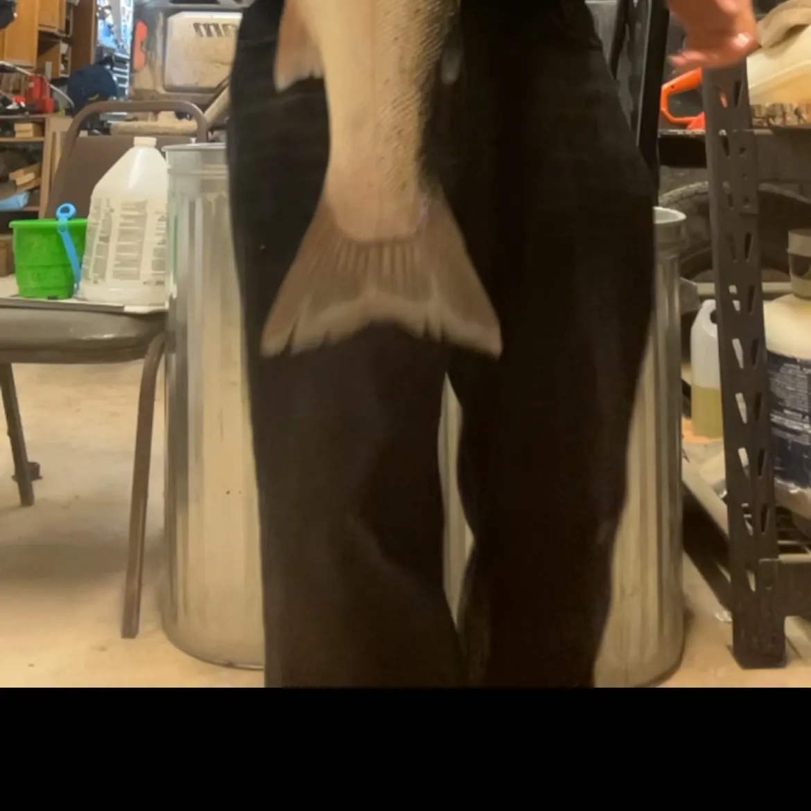 Rainbow trout caught on Fishbrain