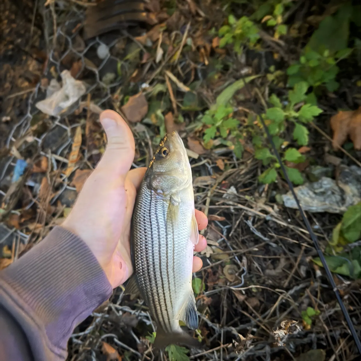 Striped bass caught on Fishbrain