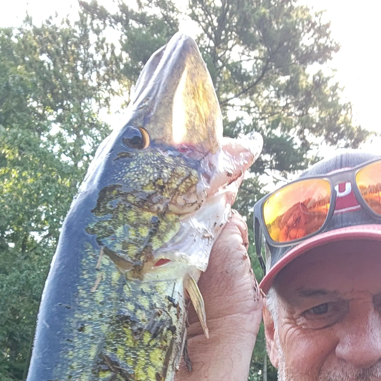 Chain pickerel caught on Fishbrain