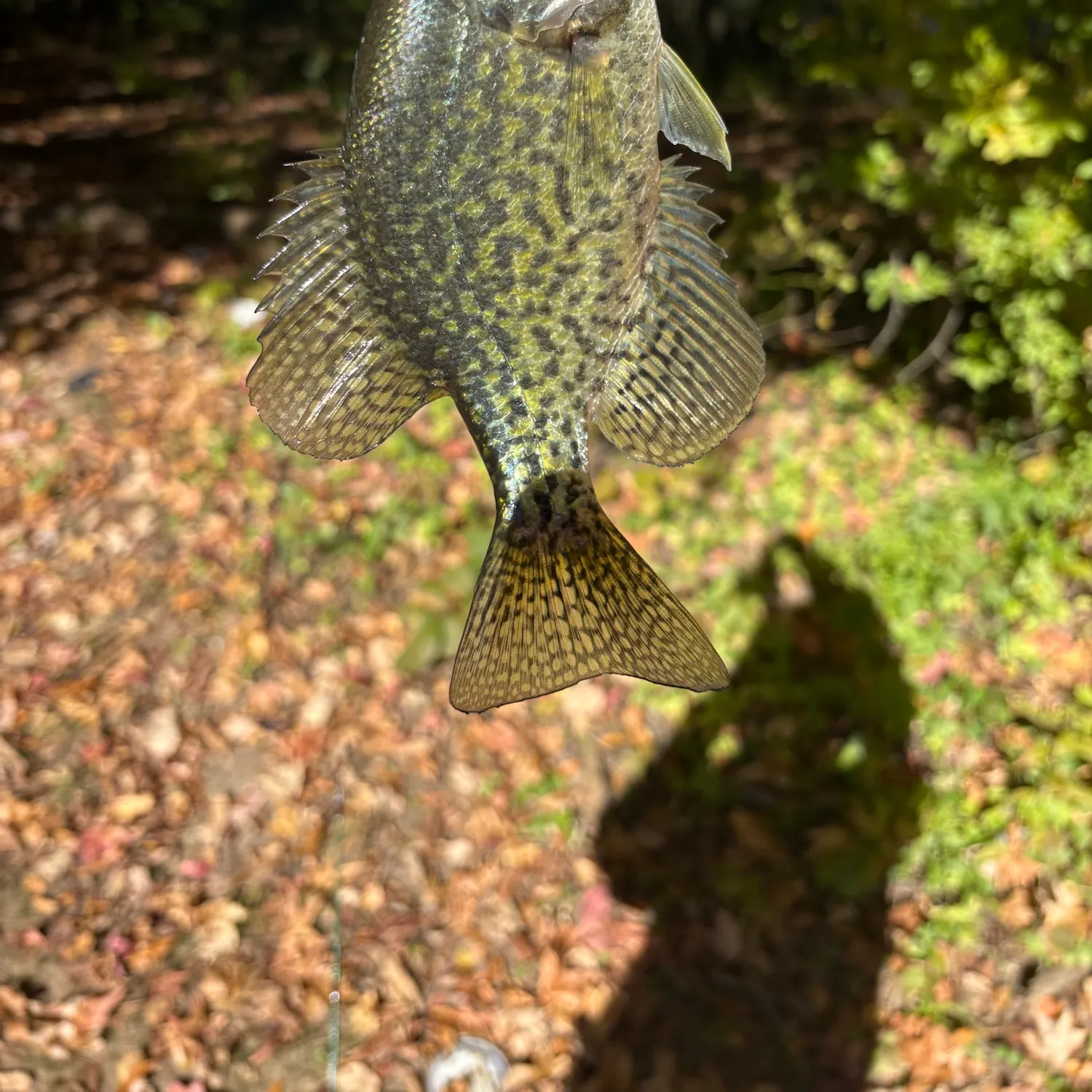 Black crappie caught on Fishbrain