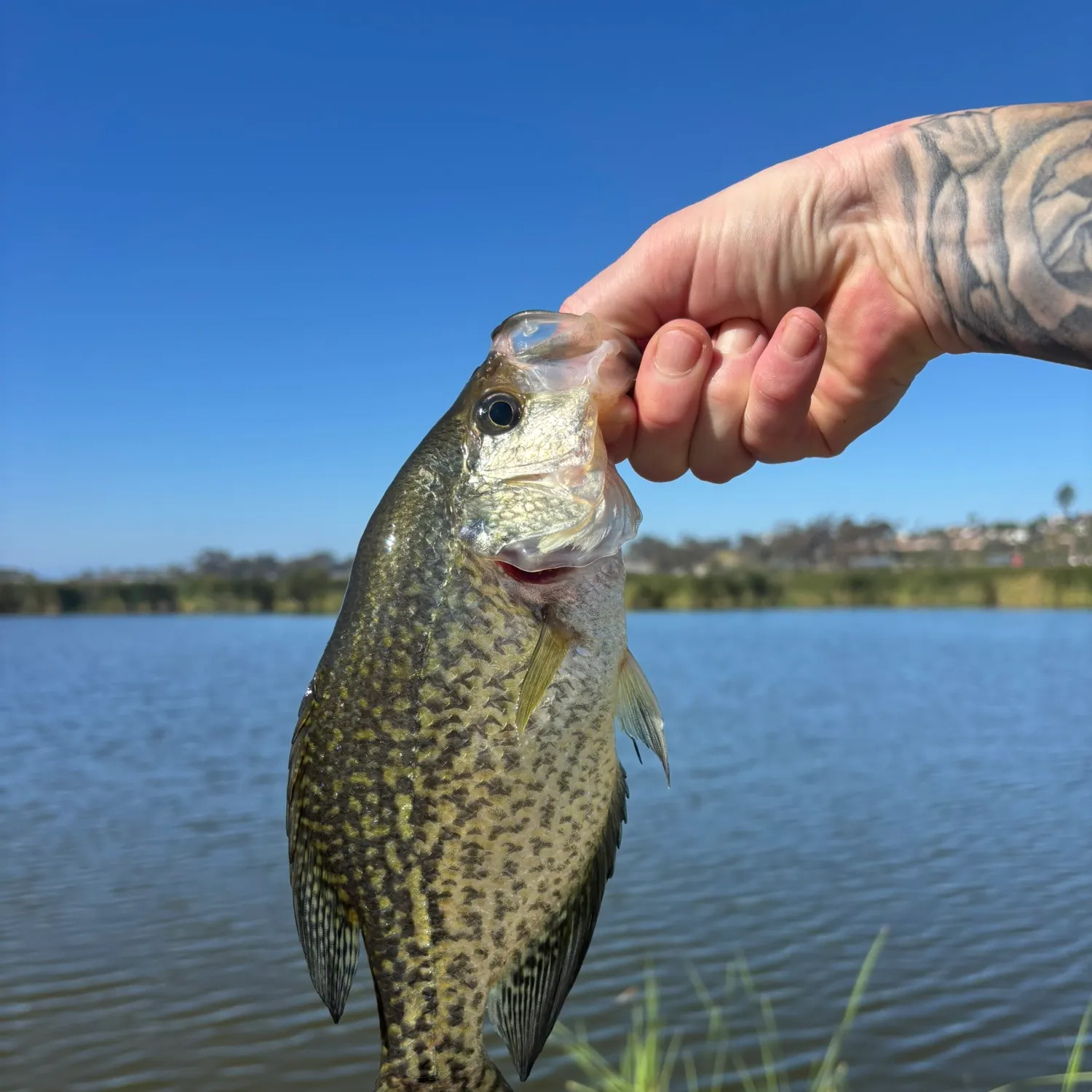 Black crappie caught on Fishbrain