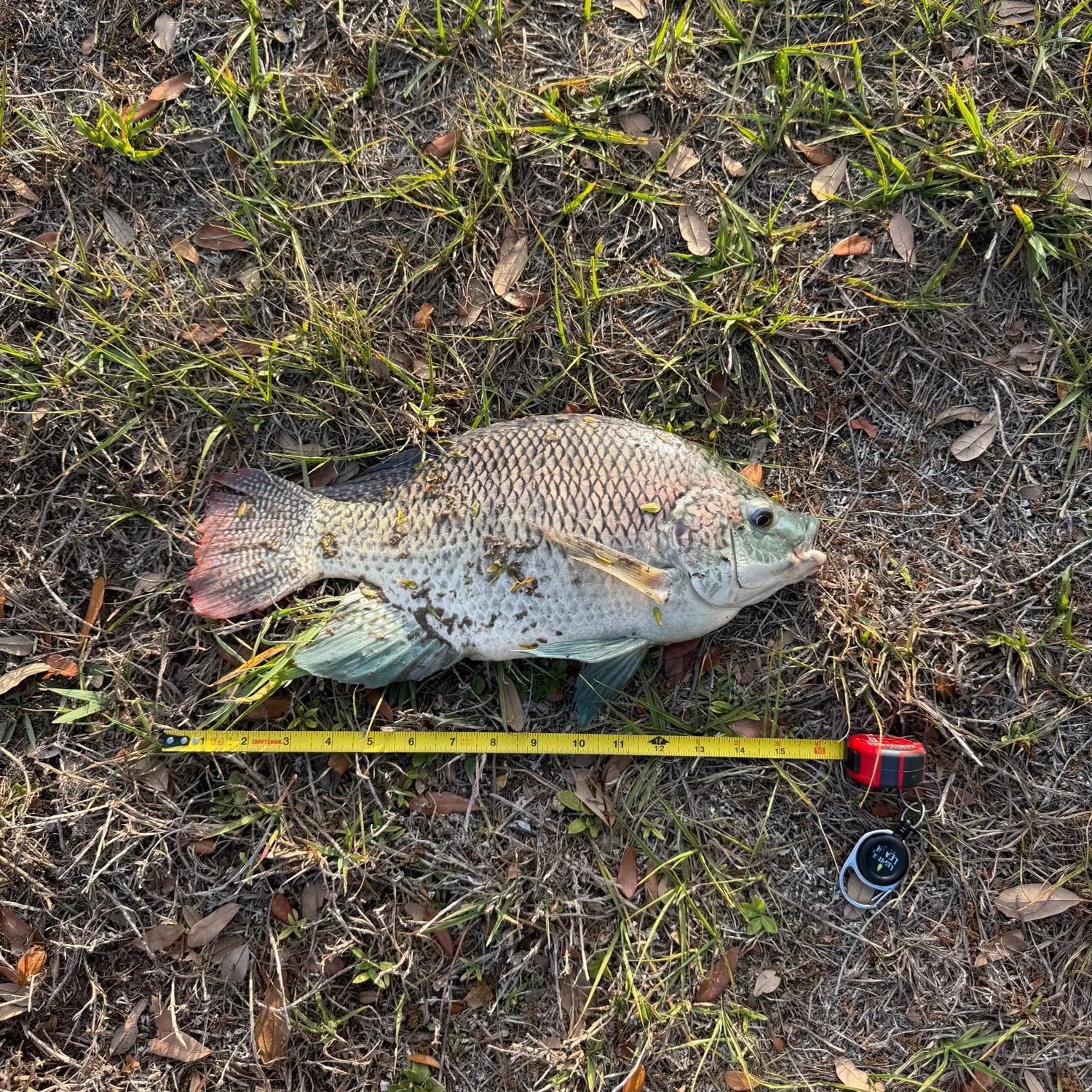 The most recent Nile tilapia catches on Fishbrain