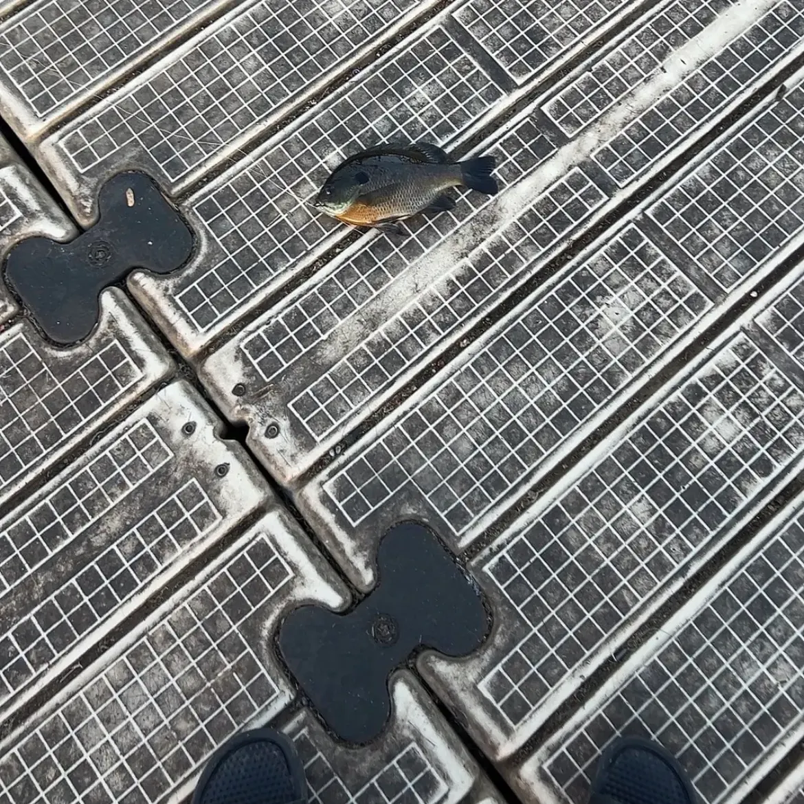 Bluegill caught on Fishbrain