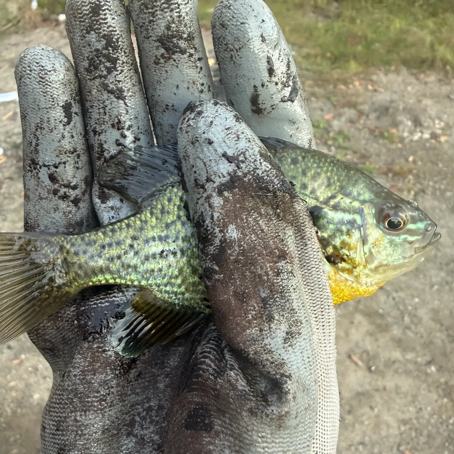 Bluegill caught on Fishbrain
