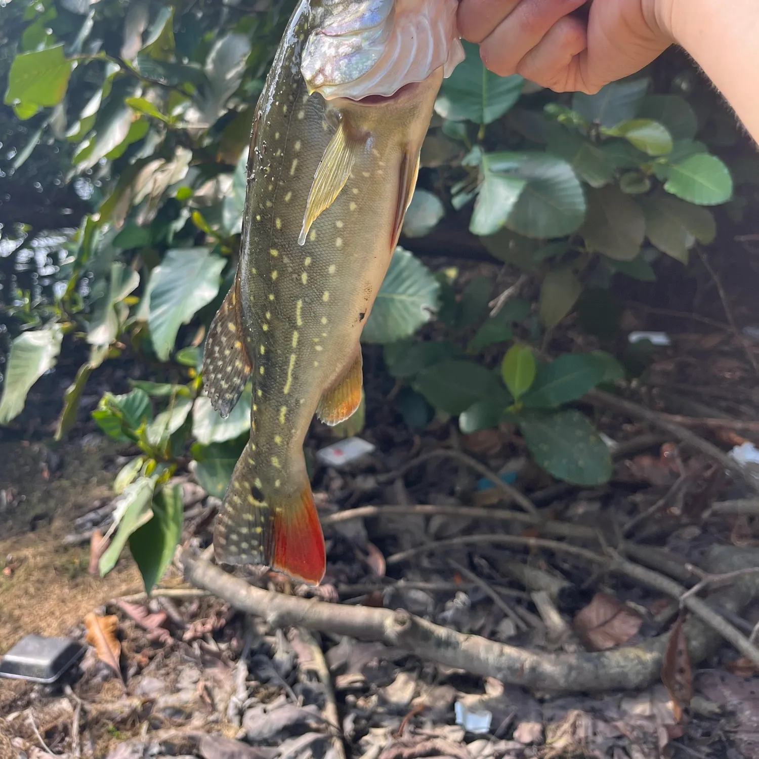 The most recent Speckled peacock bass catches on Fishbrain