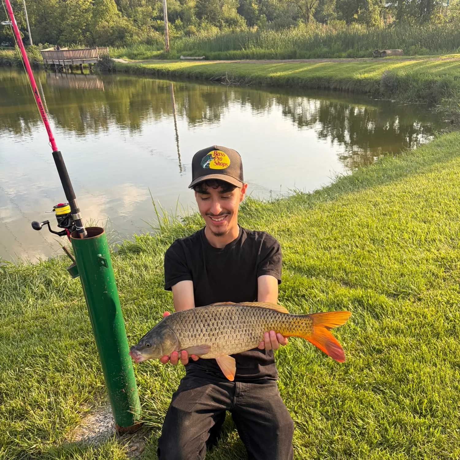 Common carp caught on Fishbrain