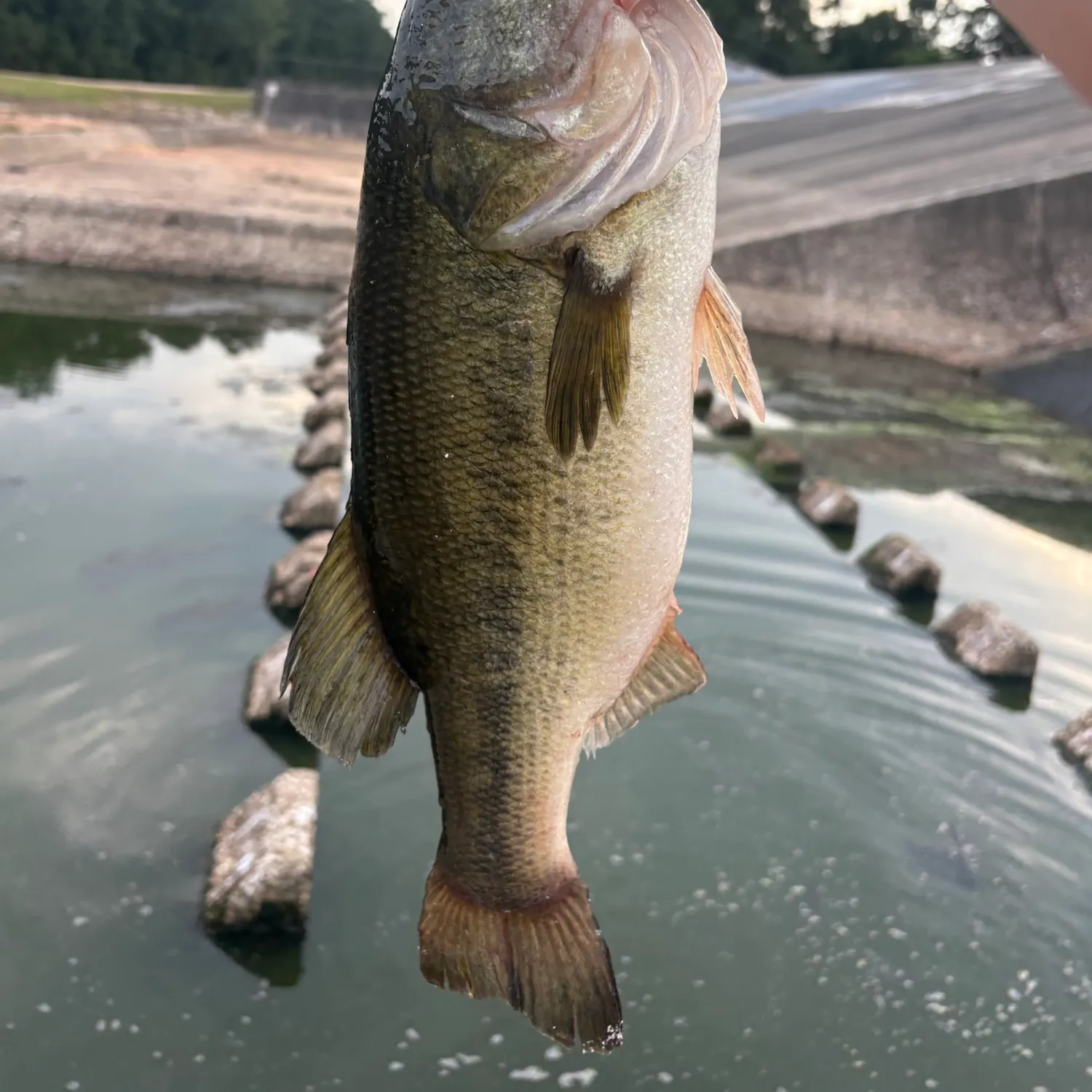 Largemouth bass caught on Fishbrain