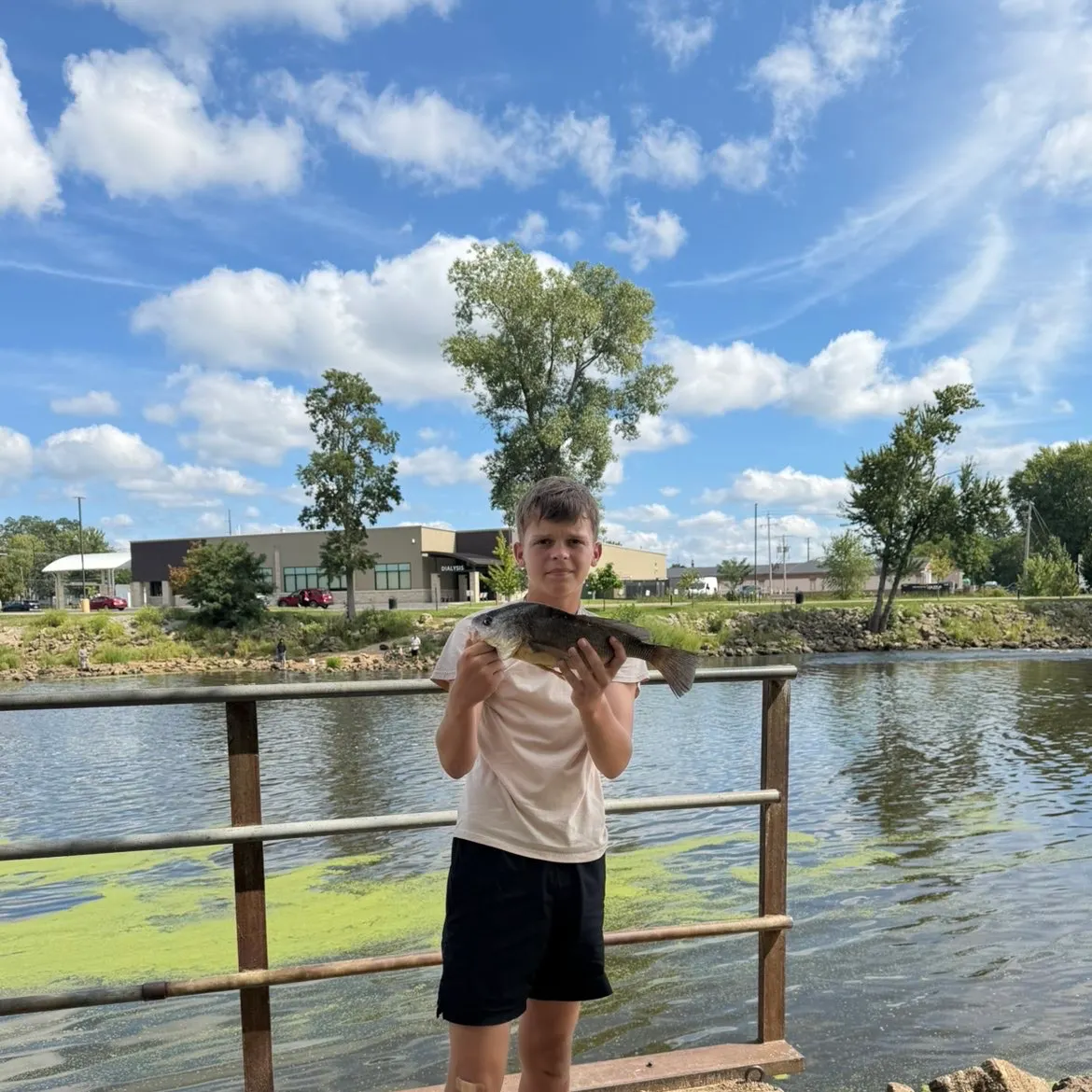 Freshwater drum caught on Fishbrain