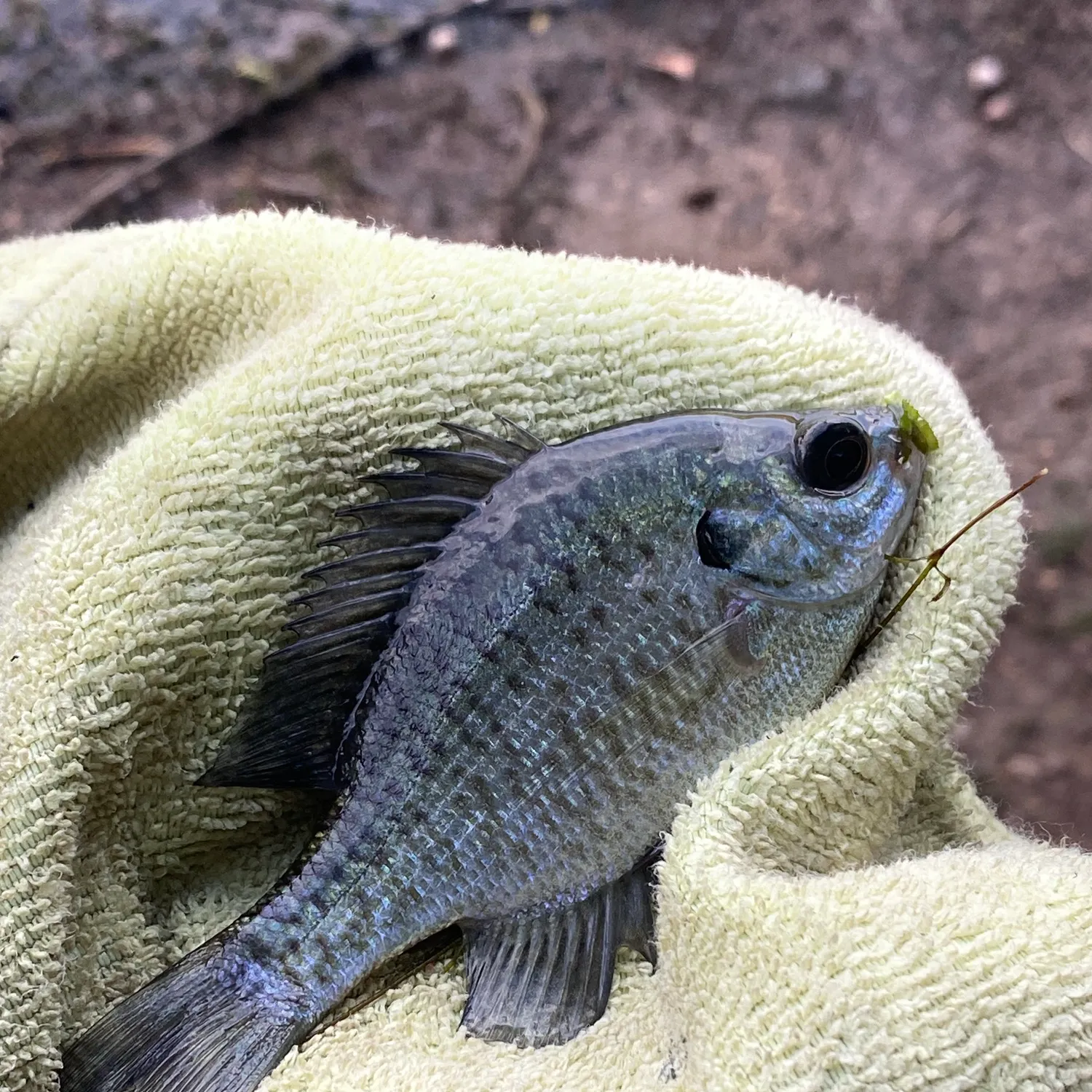 Bluegill caught on Fishbrain