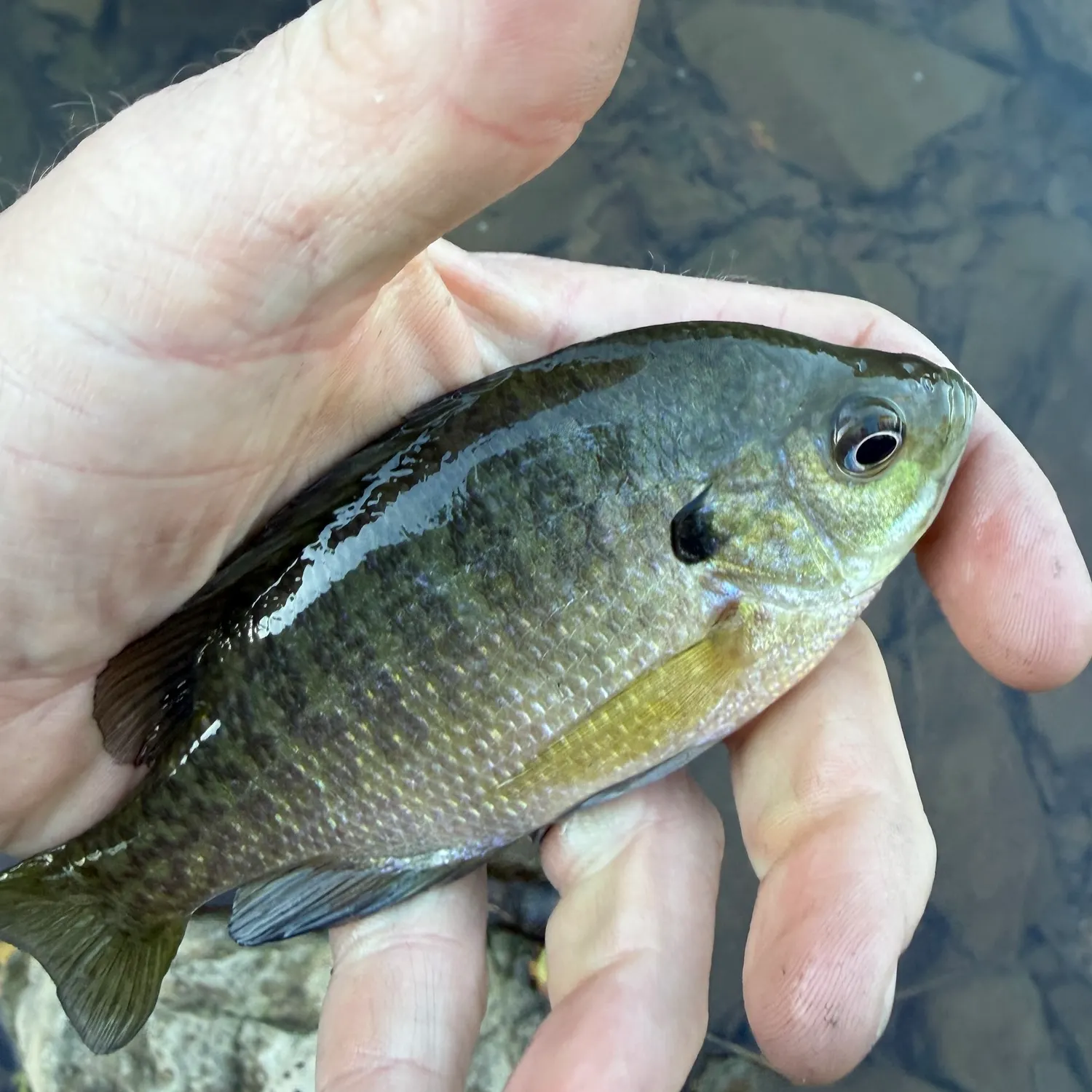 Bluegill caught on Fishbrain