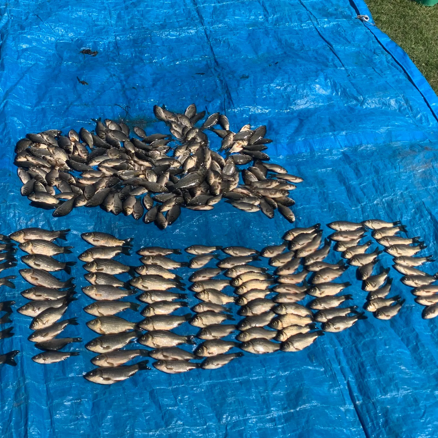 The most recent Prussian carp catches on Fishbrain