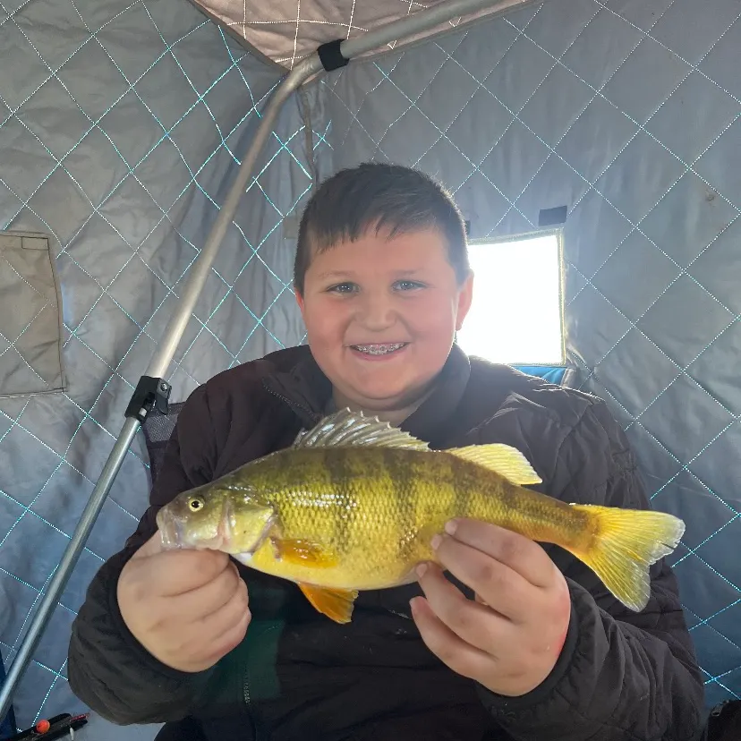 Yellow perch caught on Fishbrain