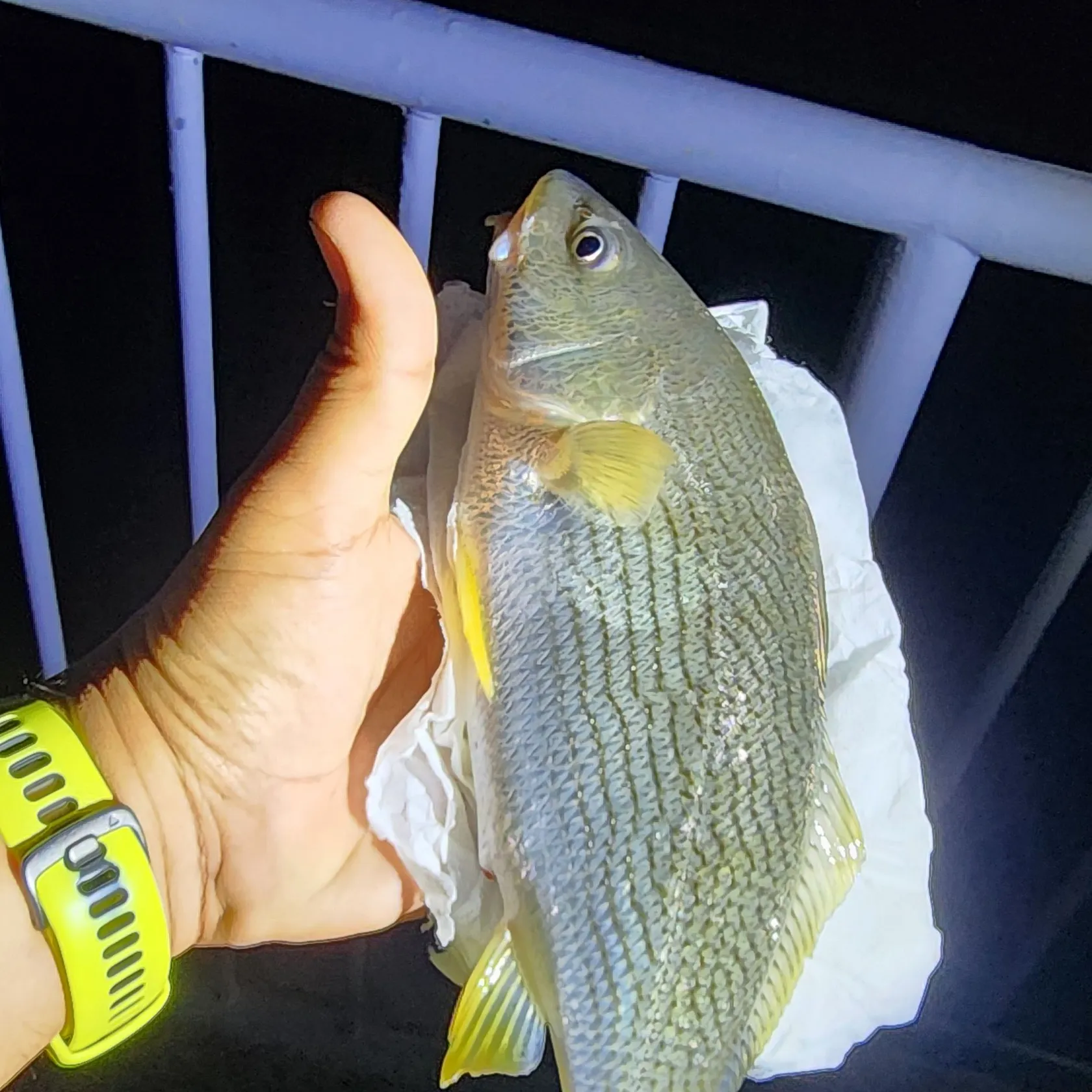 Yellowfin croaker caught on Fishbrain