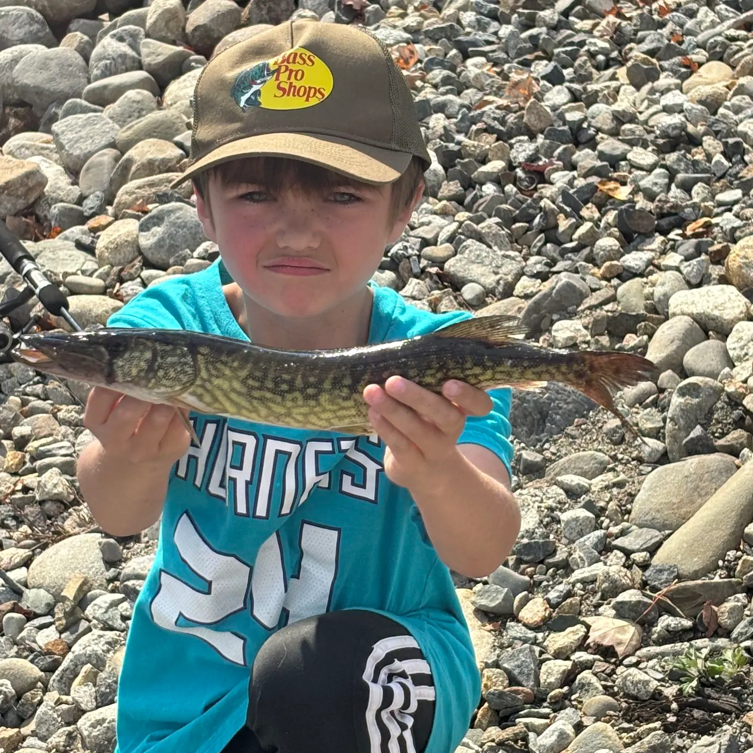 Chain pickerel caught on Fishbrain