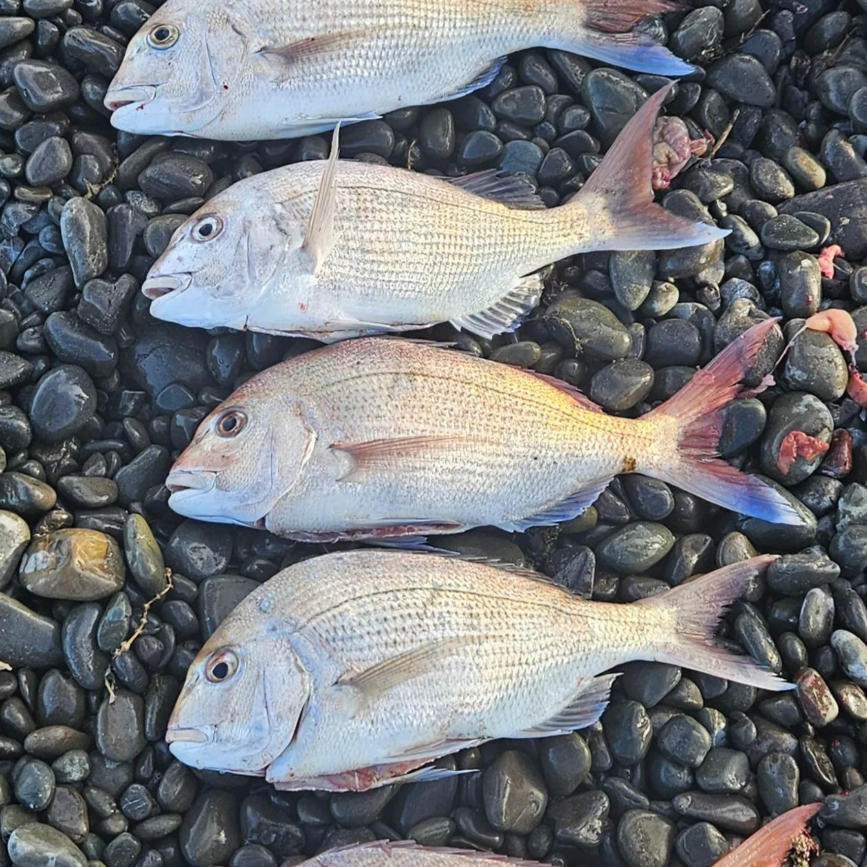 The most recent Australasian snapper catches on Fishbrain