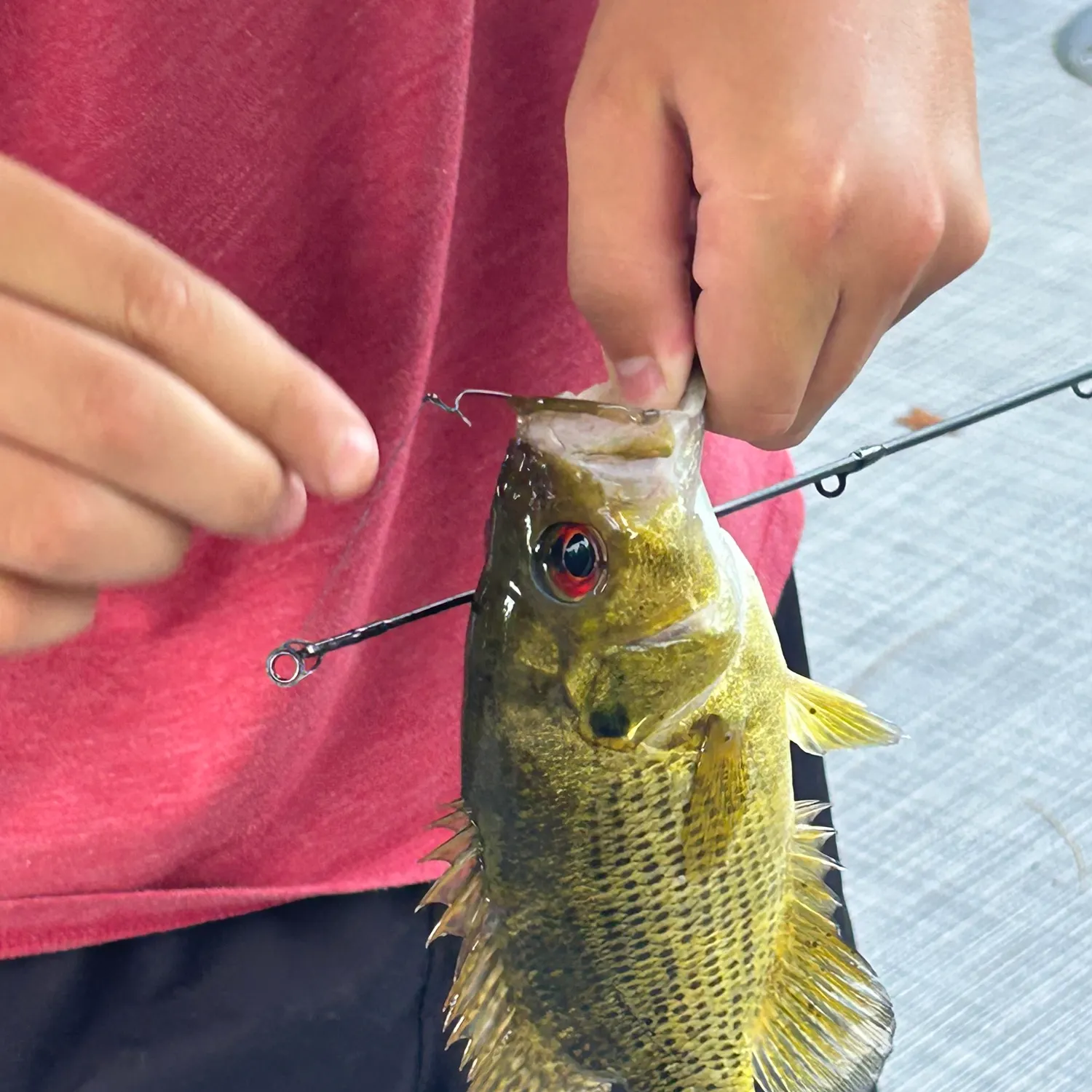 recently logged catches