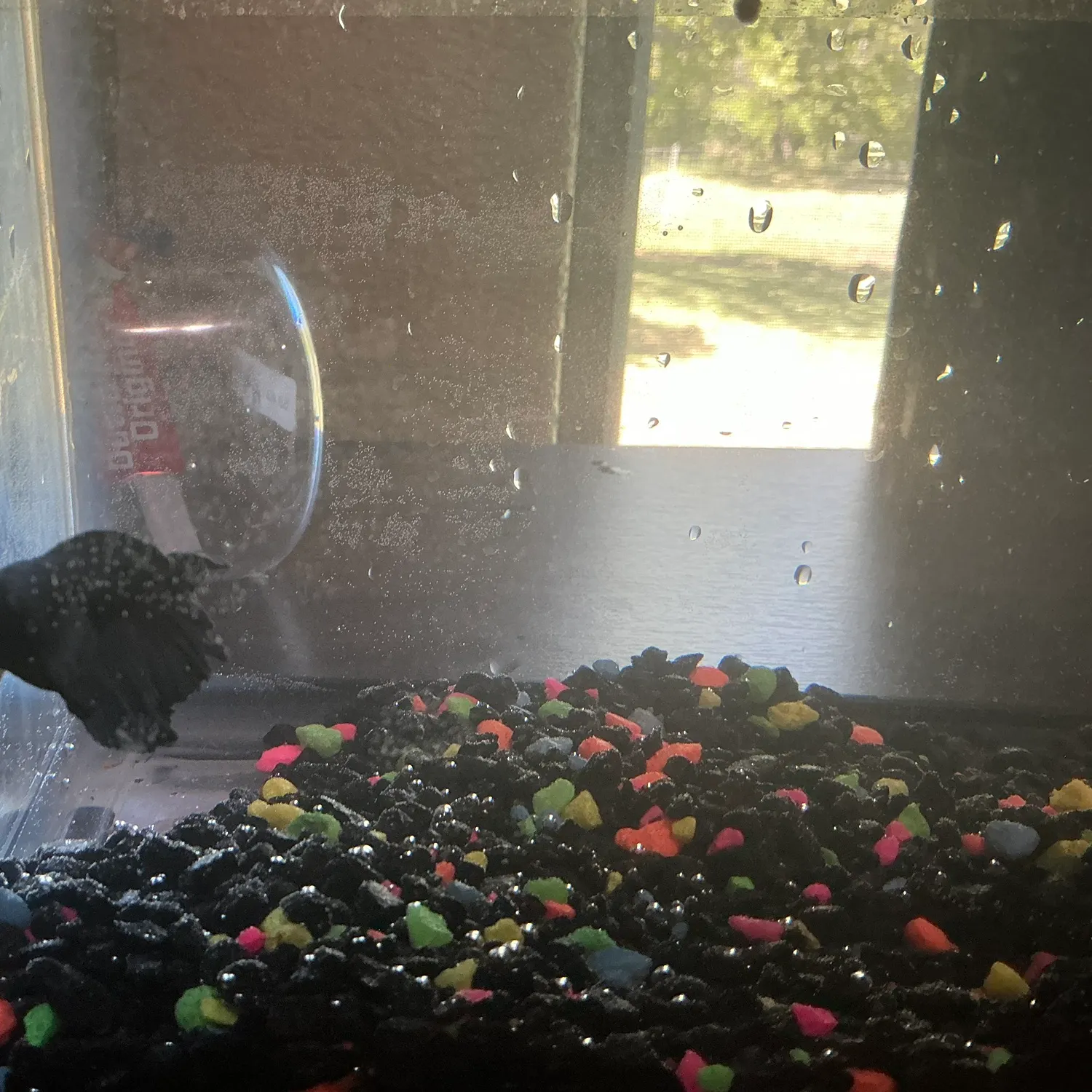 The most recent Siamese fighting fish catches on Fishbrain