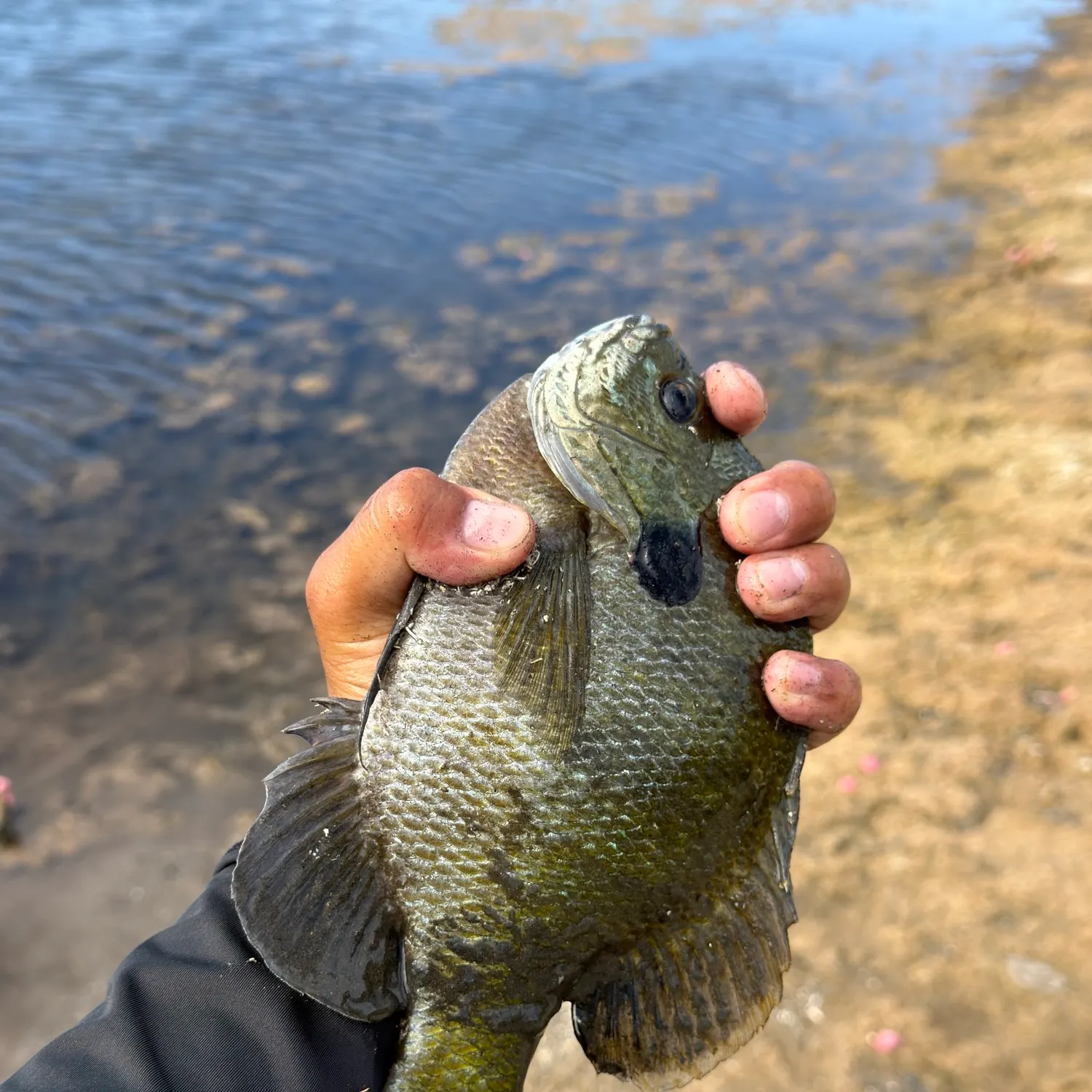 Bluegill caught on Fishbrain