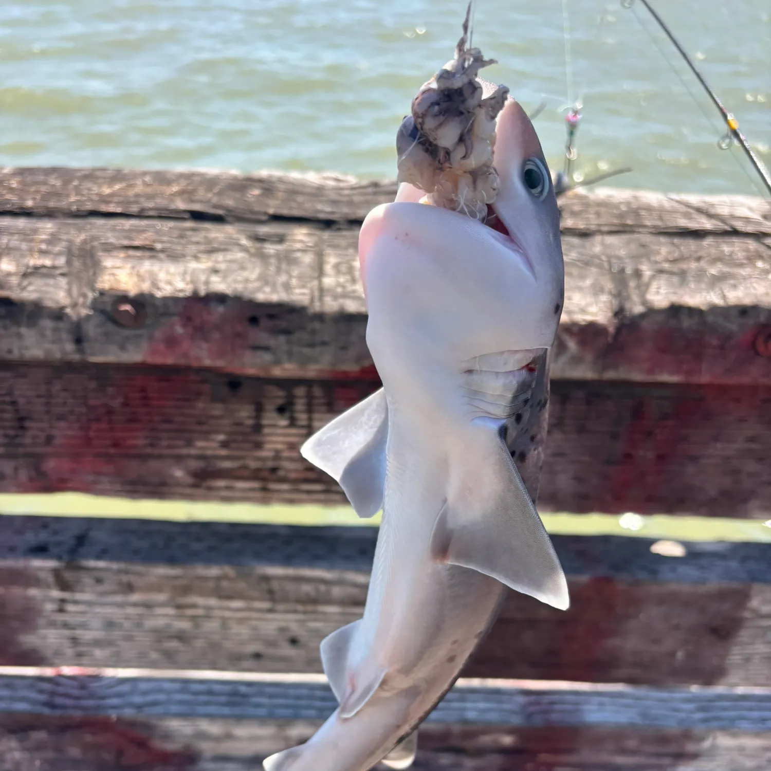 The most recent Broadnose sevengill shark catches on Fishbrain