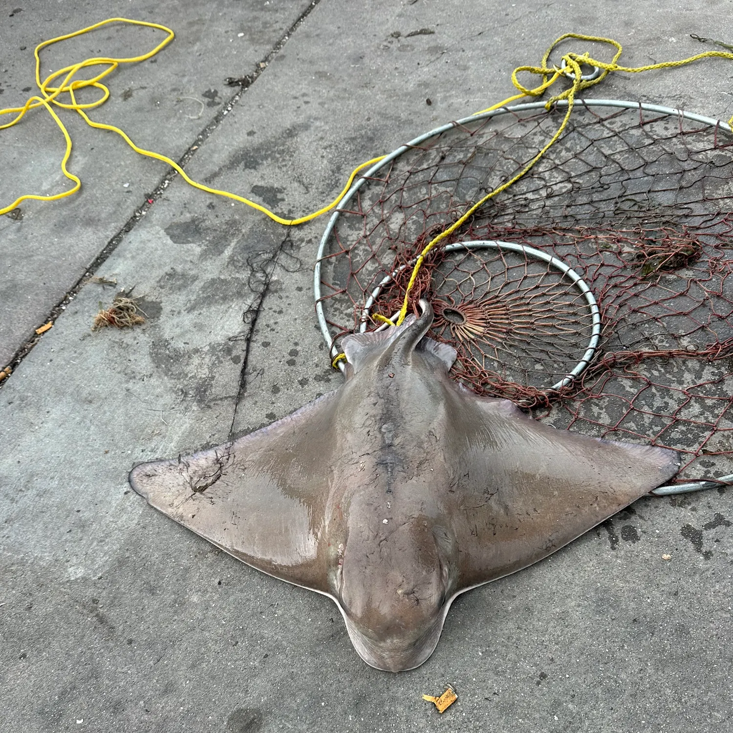 The most recent Bat eagle ray catches on Fishbrain