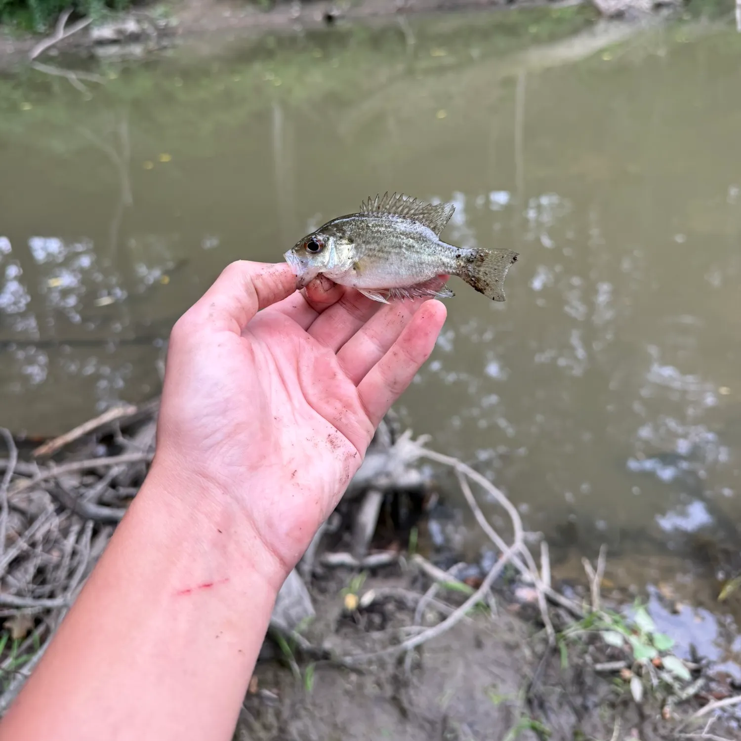 Rock bass caught on Fishbrain