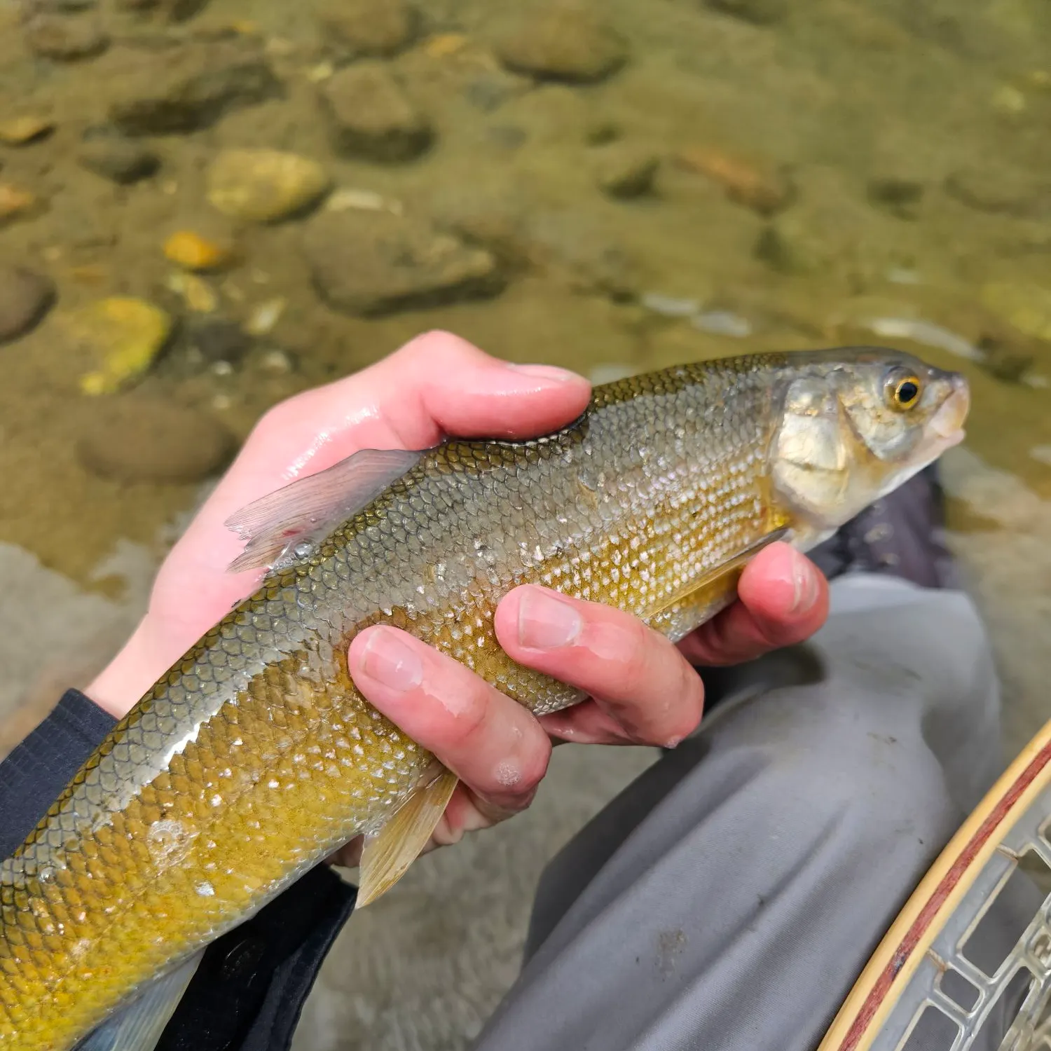 The most recent Mountain whitefish catches on Fishbrain
