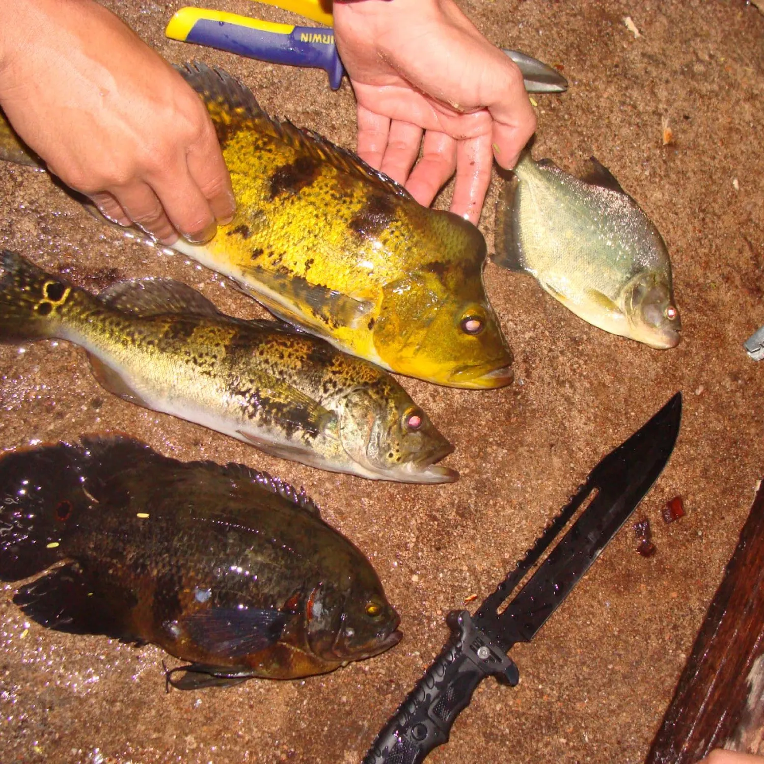 recently logged catches