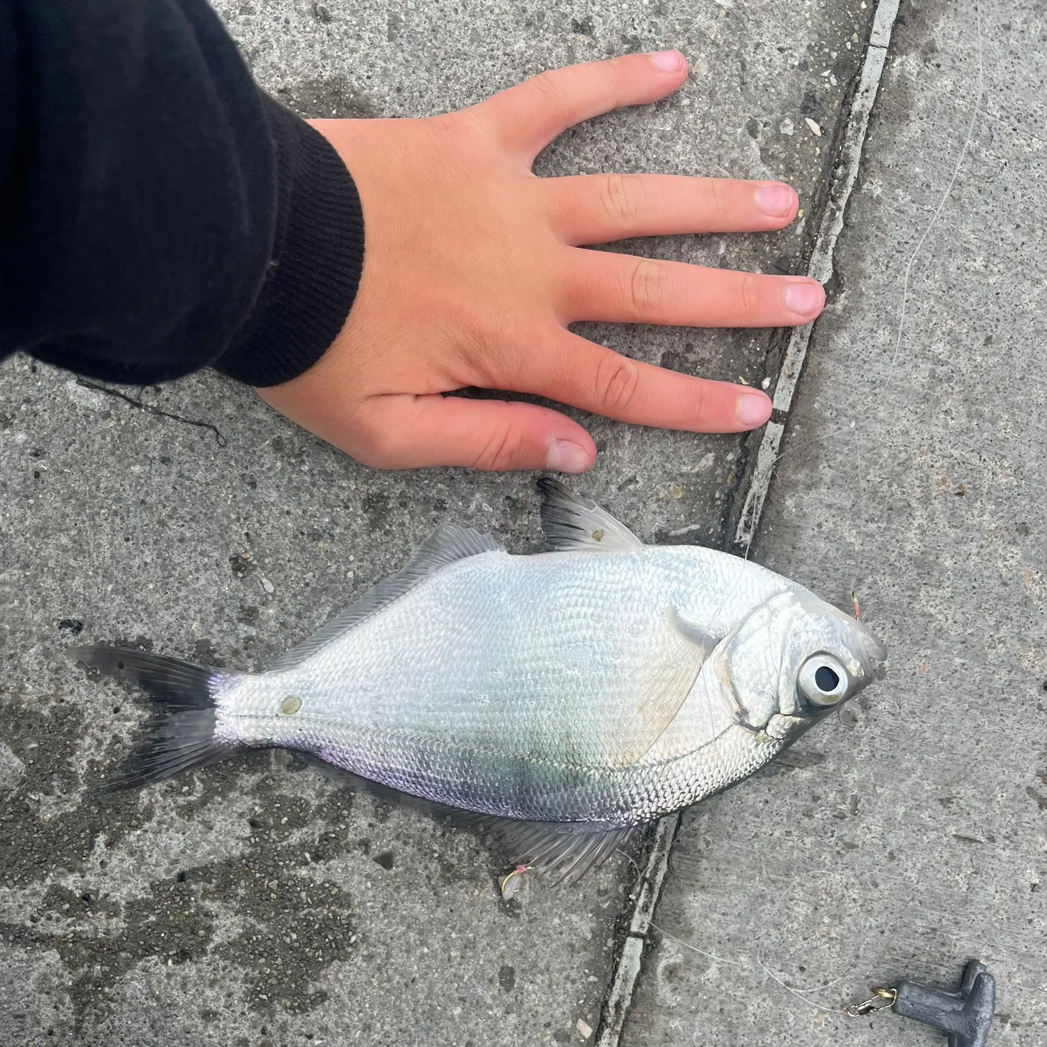 The most recent Shiner perch catches on Fishbrain
