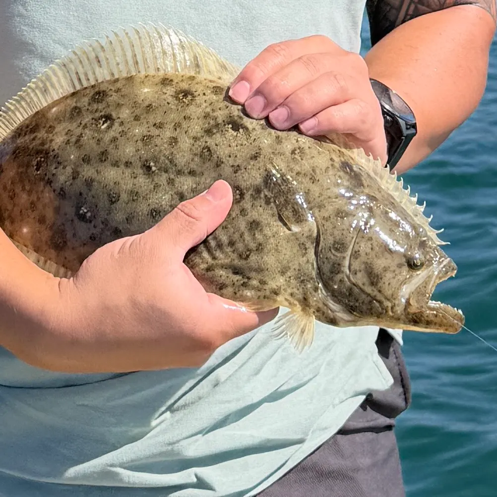 California halibut caught on Fishbrain