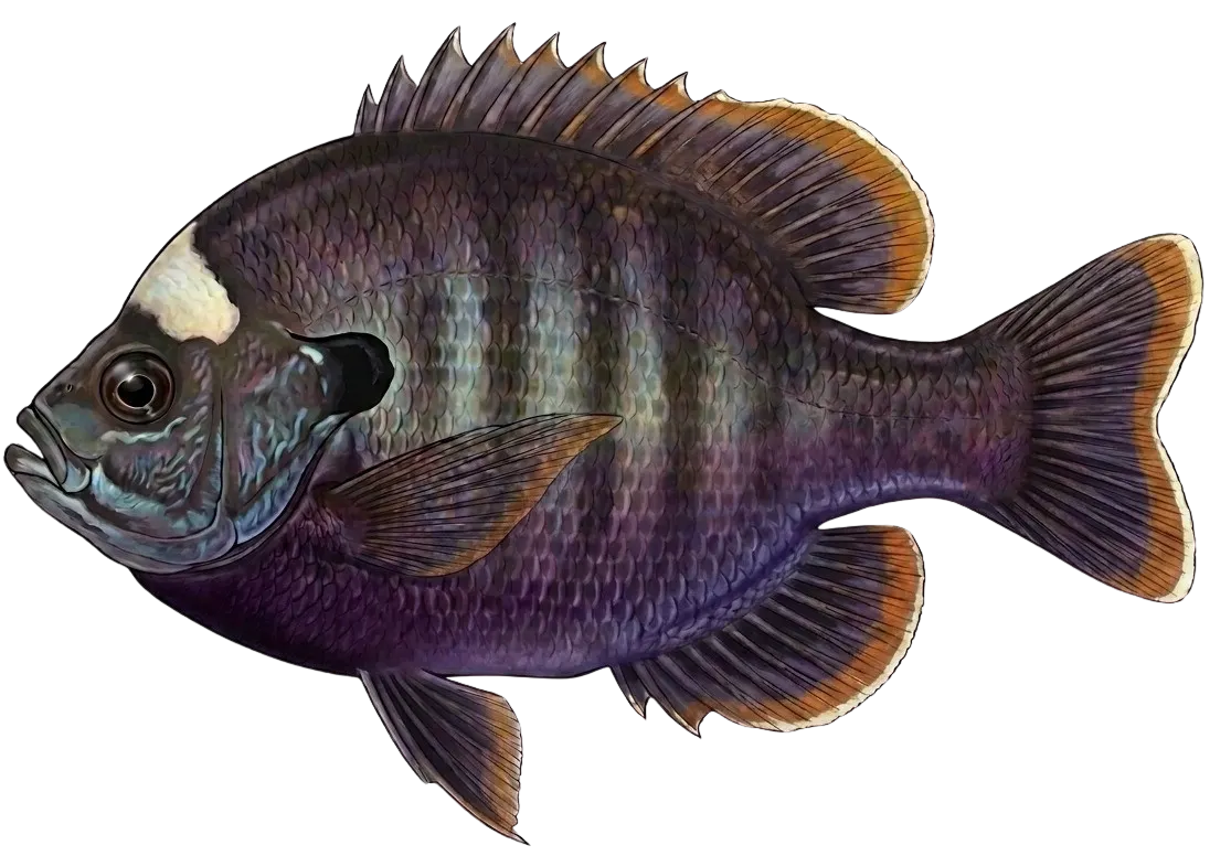 Coppernose bluegill
